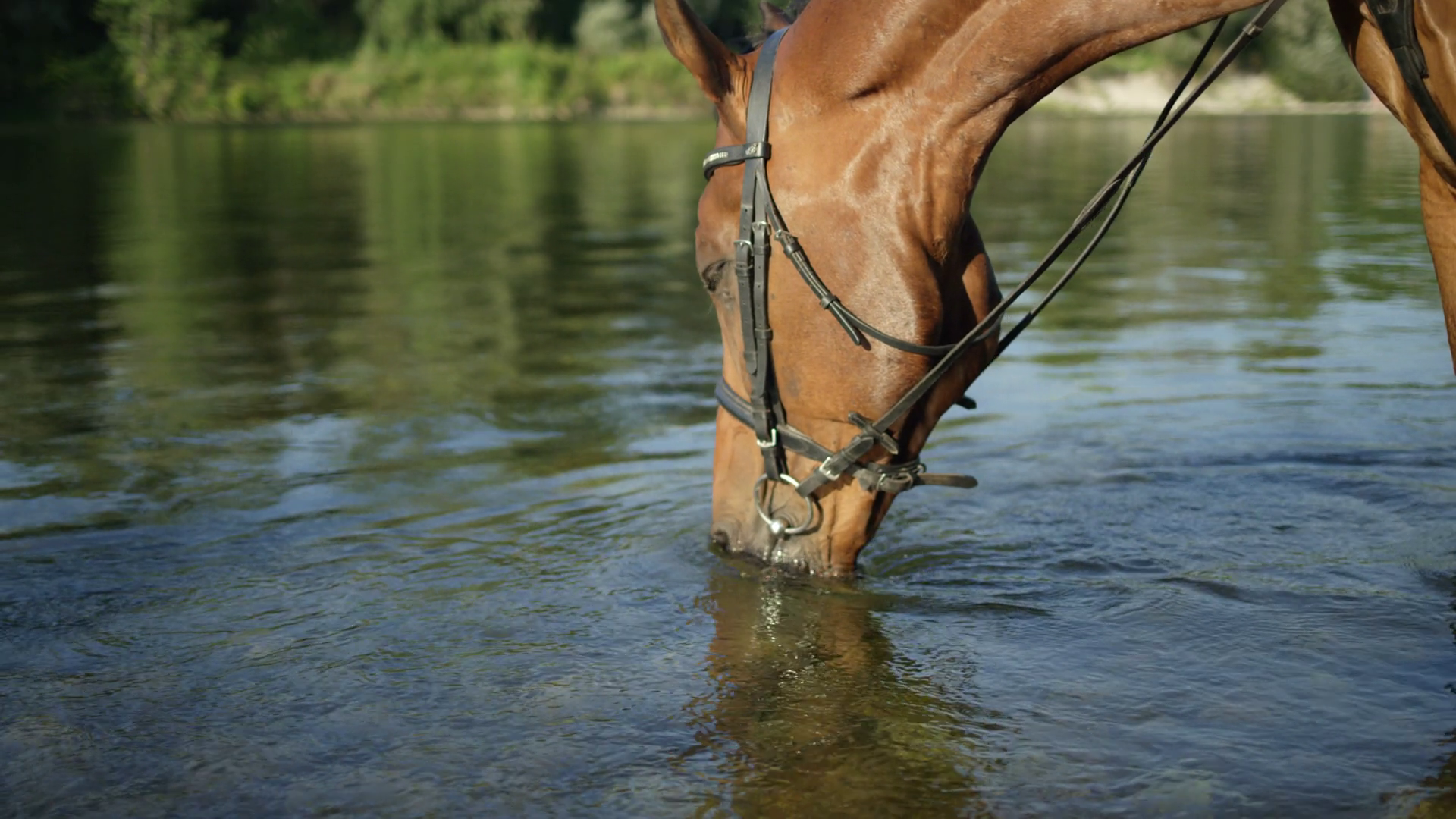 CLOSE UP: Beautiful thirsty brown horse drinking water from crystal ...