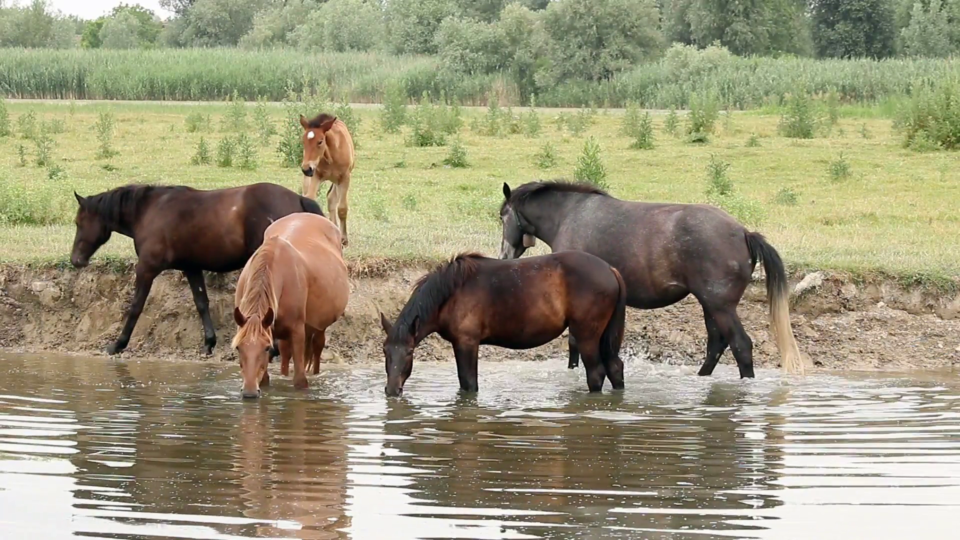 herd of horses drinking water on river.mov Stock Video Footage ...
