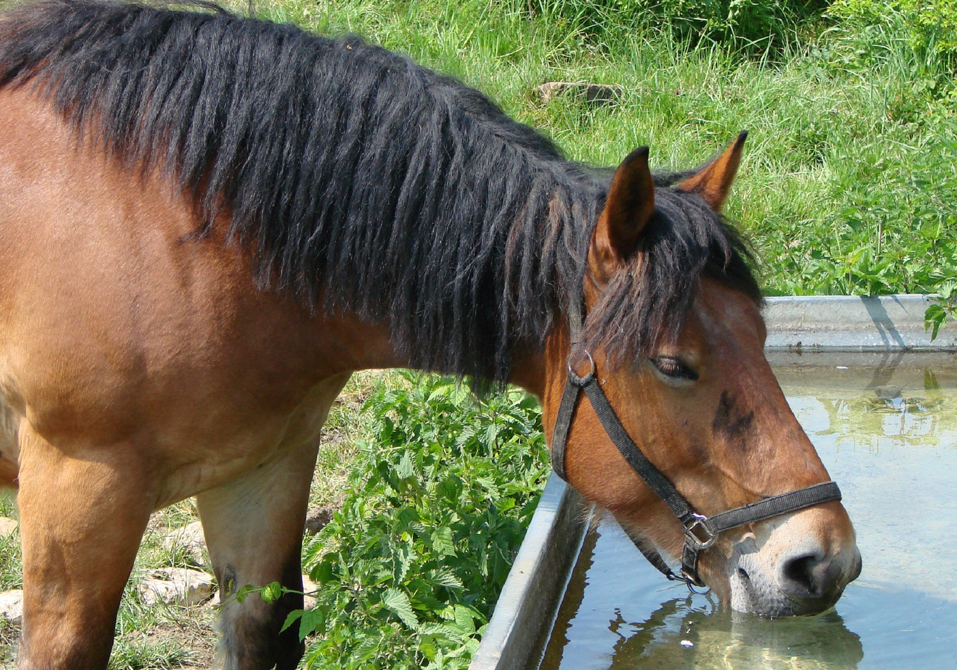 Horse drinking water photo