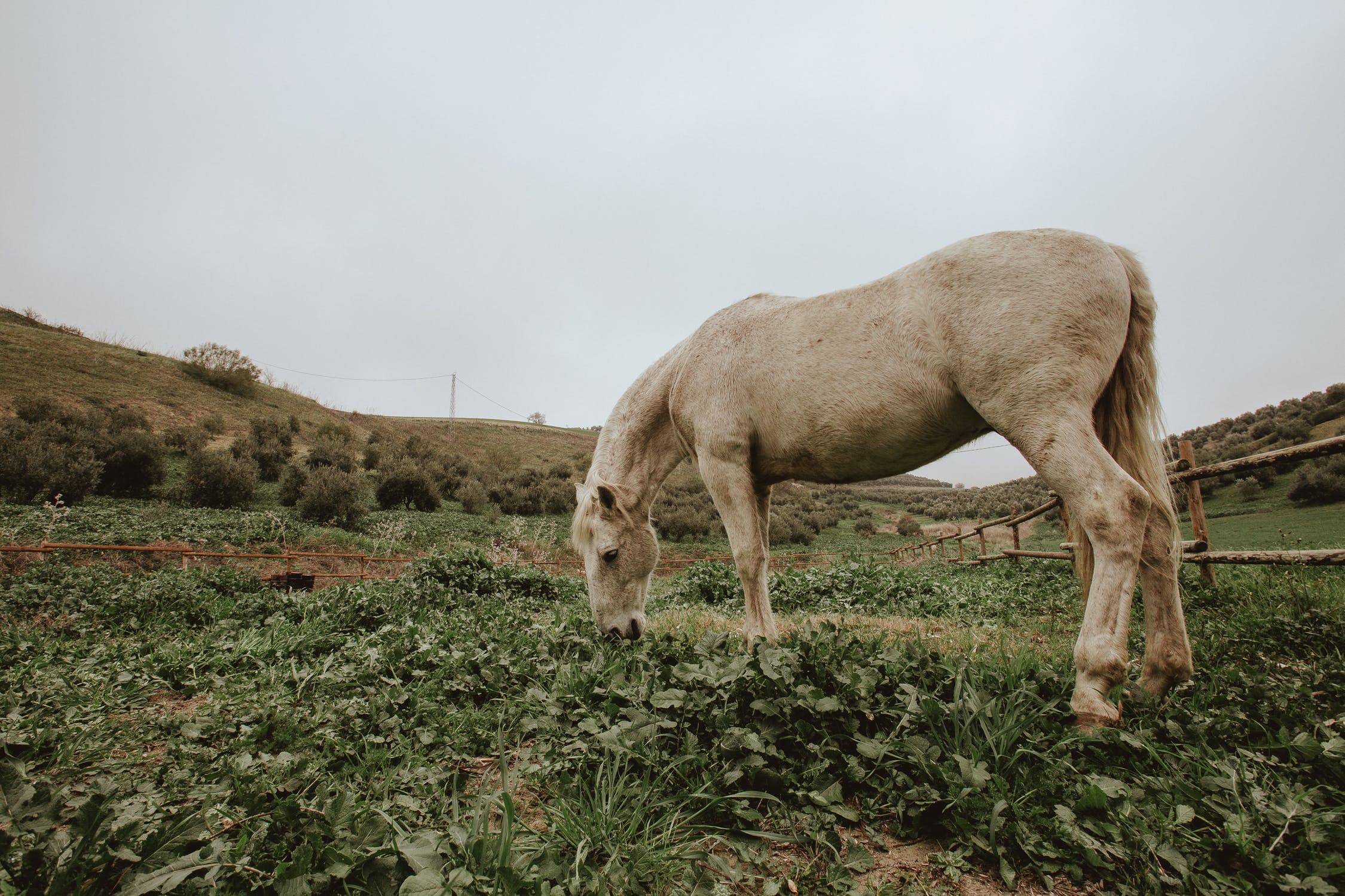 Horse eats the grass photo