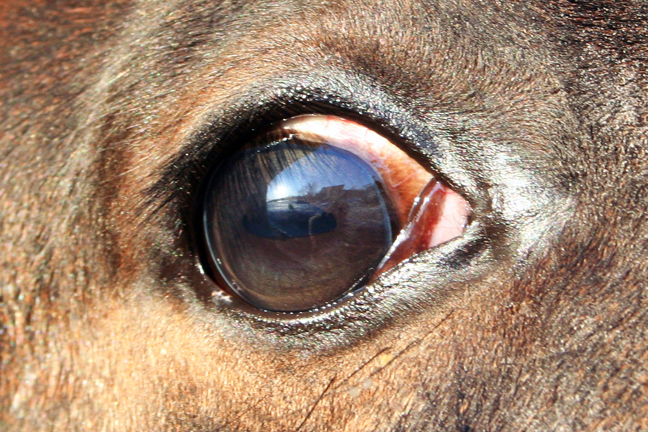 Cancers and Tumors of the Eye in Horses - Symptoms, Causes ...