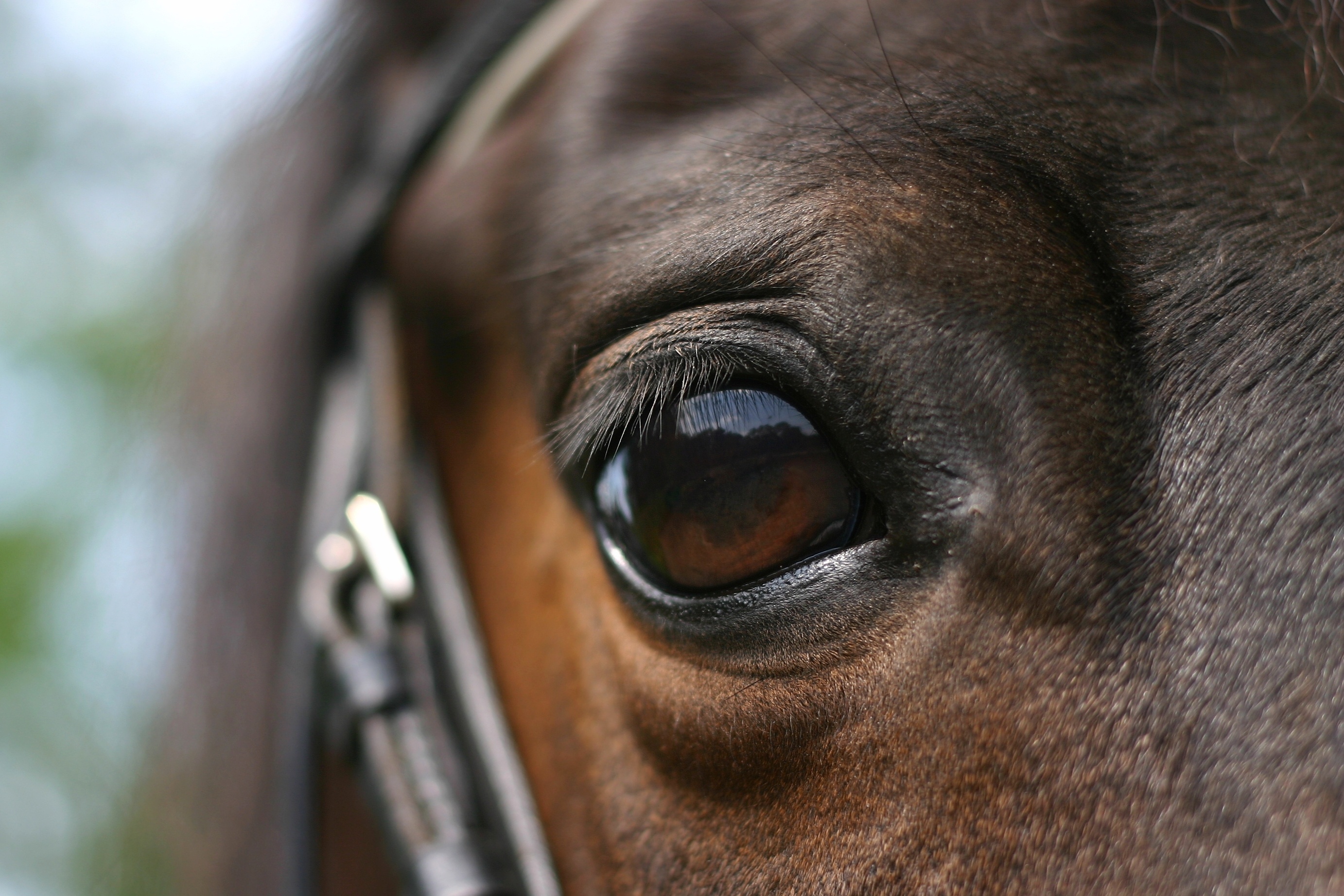 Equine eye trauma and emergencies | Sunny Coast Veterinary