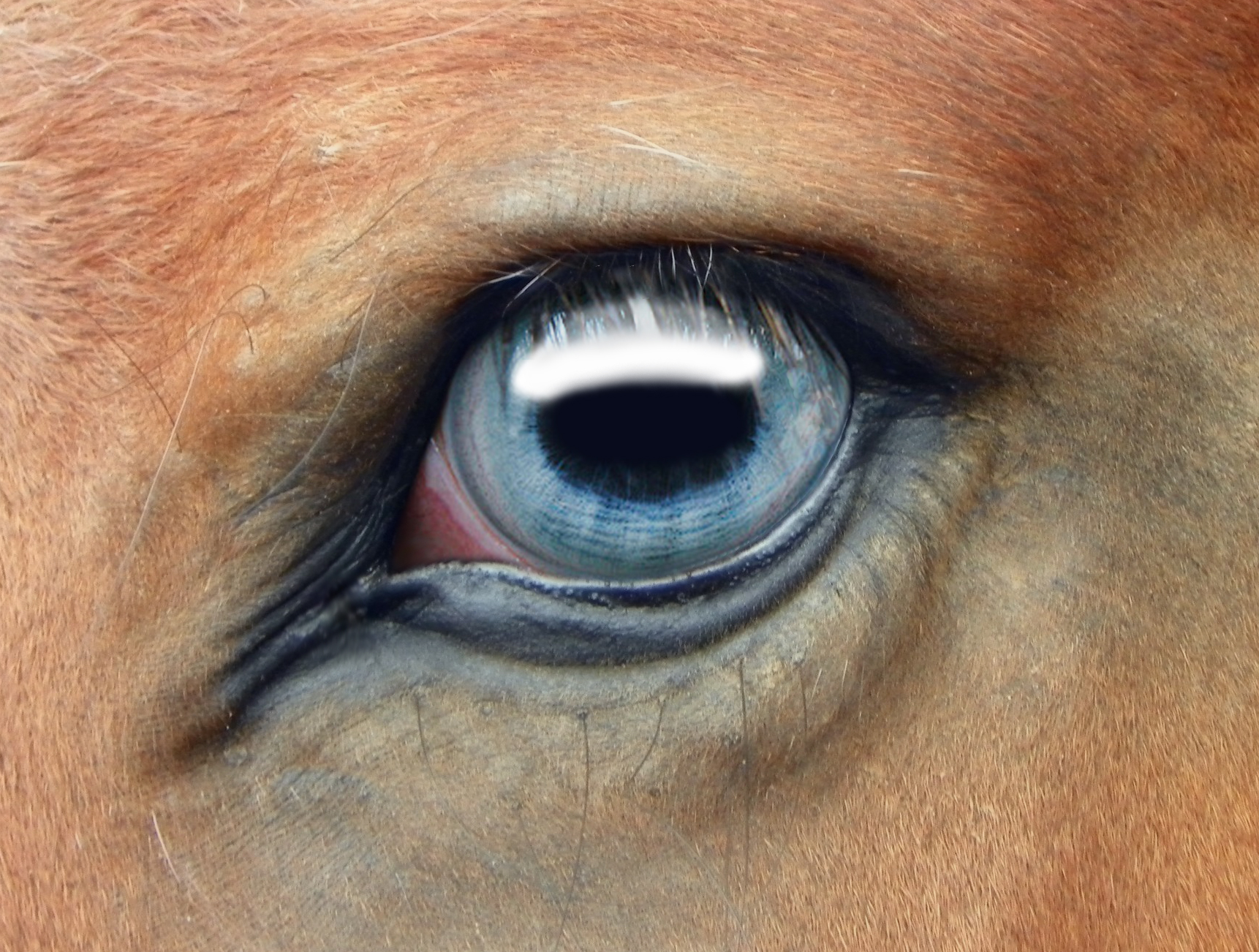File:Blue horse eye.jpg - Wikimedia Commons
