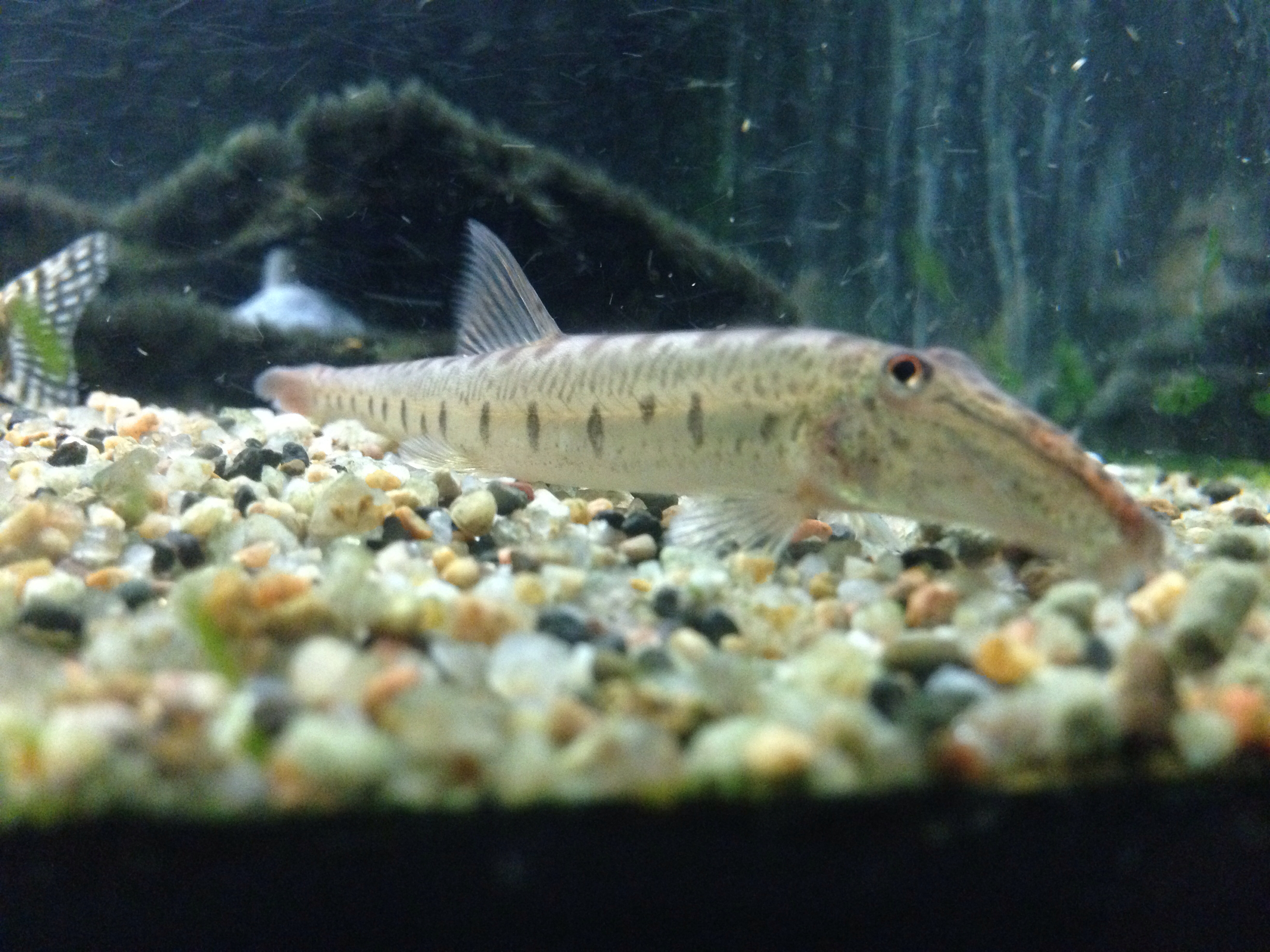 Horse face loach | My other fishes | Pinterest | Horse face, Horse ...