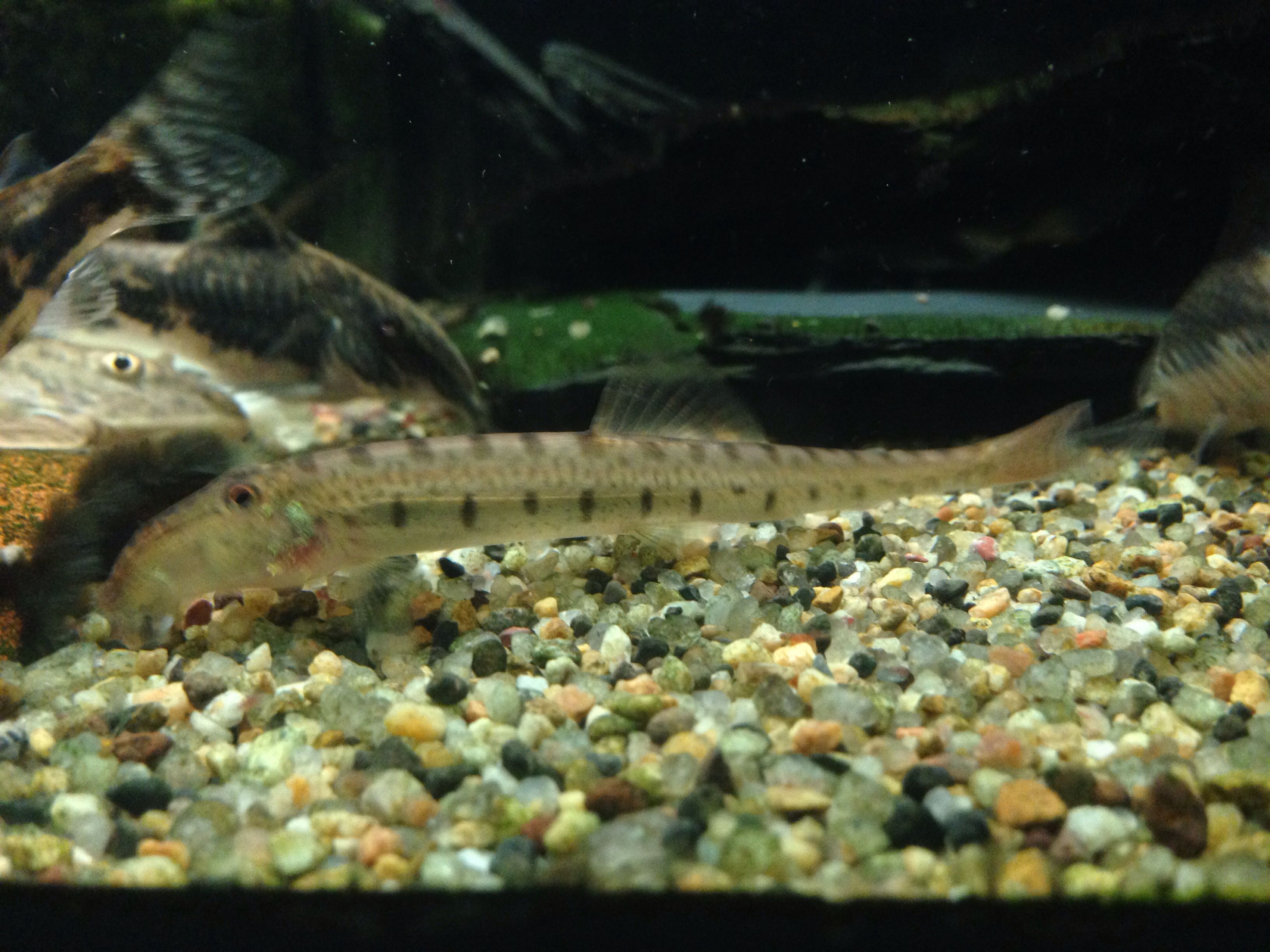 Horse face loach | Loaches | Pinterest | Horse face and Horse