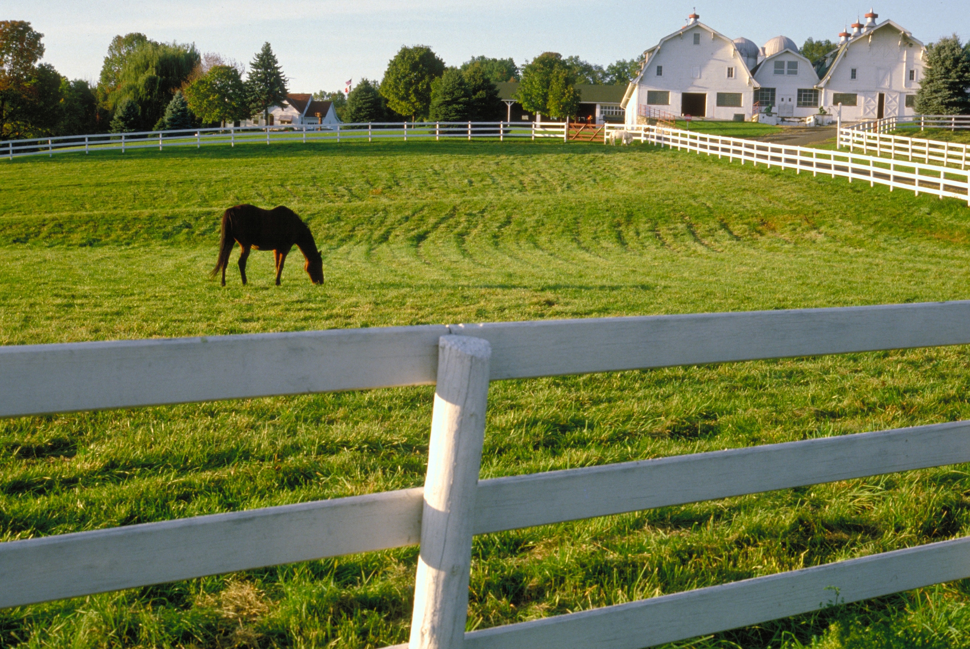 Where Can I Learn About Operating My Own Horse Farm? – The Horse