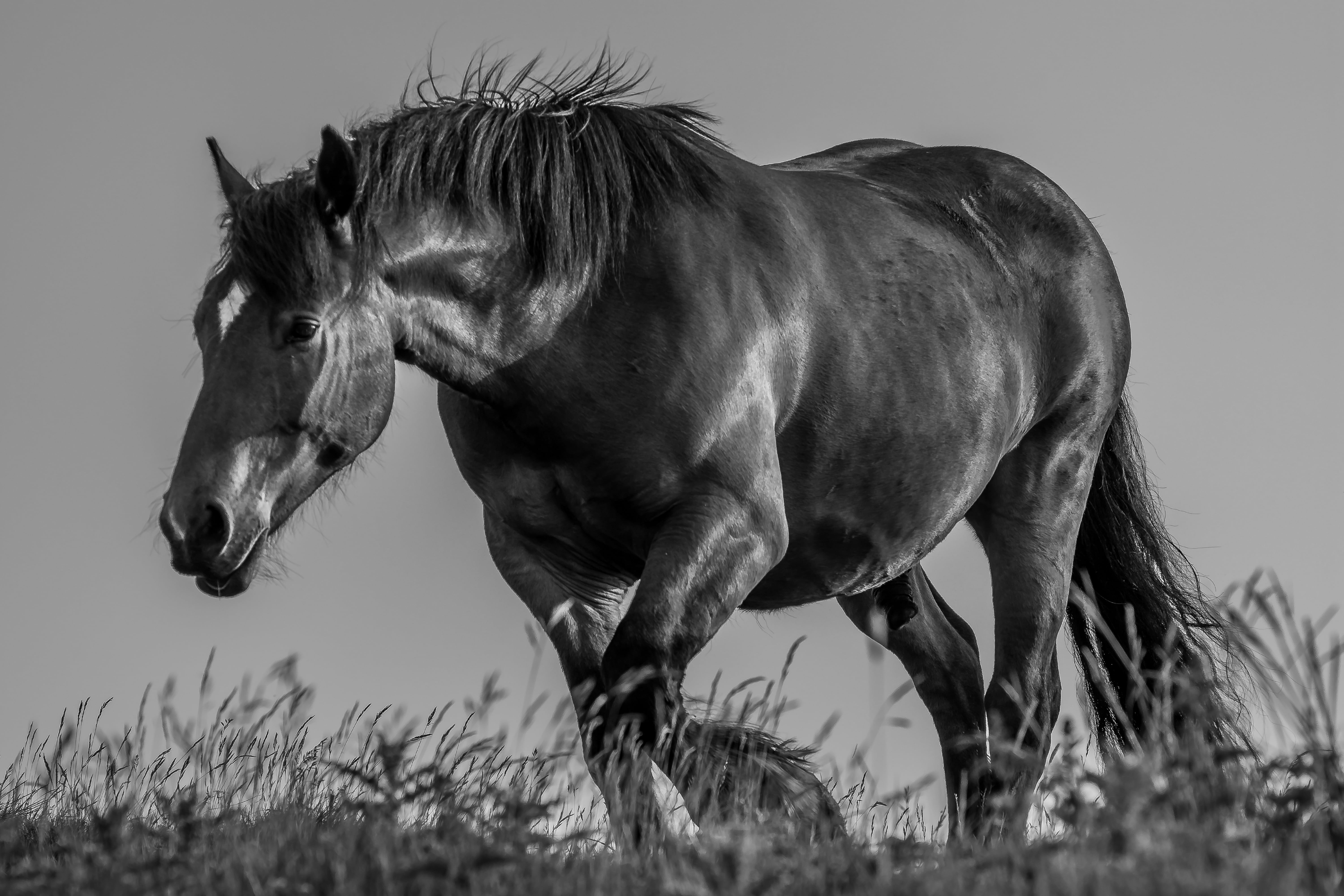Animal grayscale photography of horse HD wallpaper | Wallpaper Flare