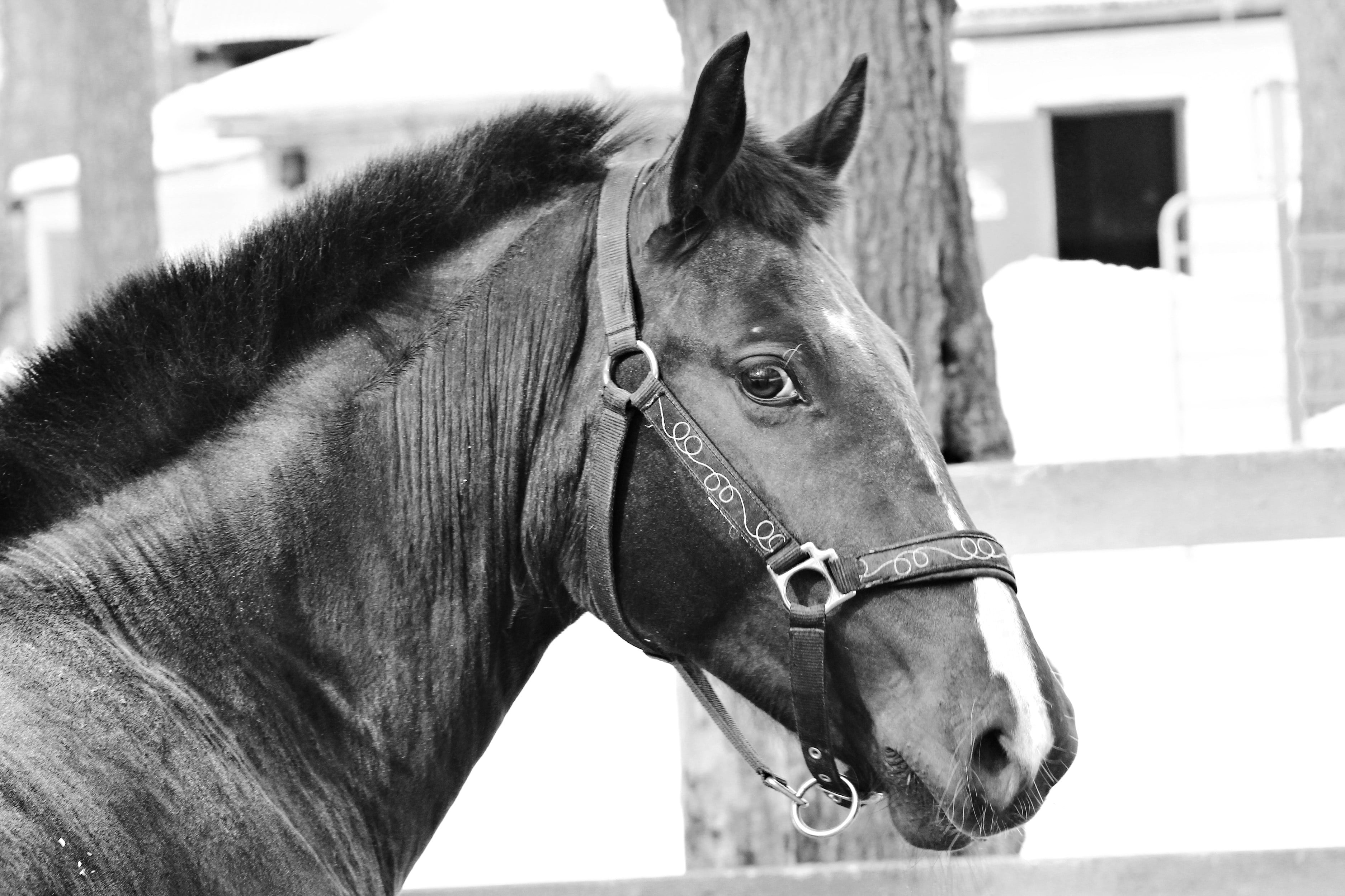 Grayscale photography of horse near bark of tree HD wallpaper ...