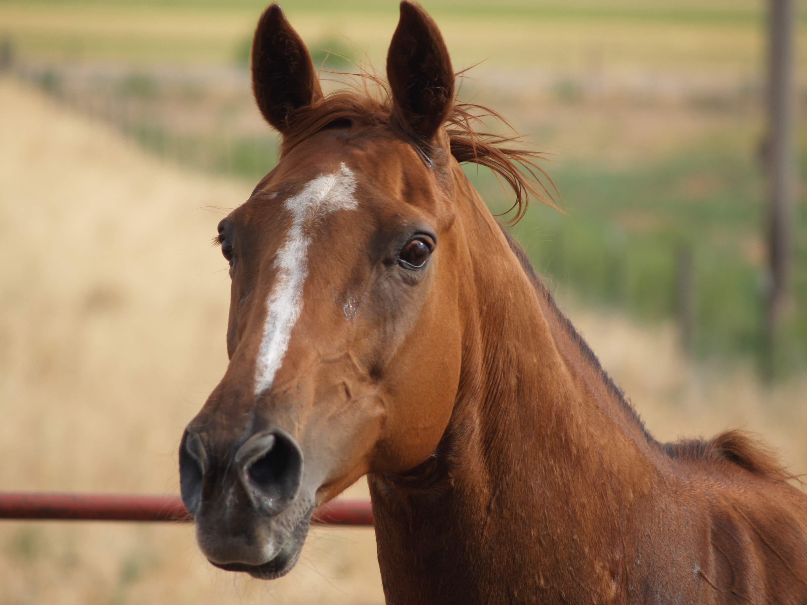 Horse head photo