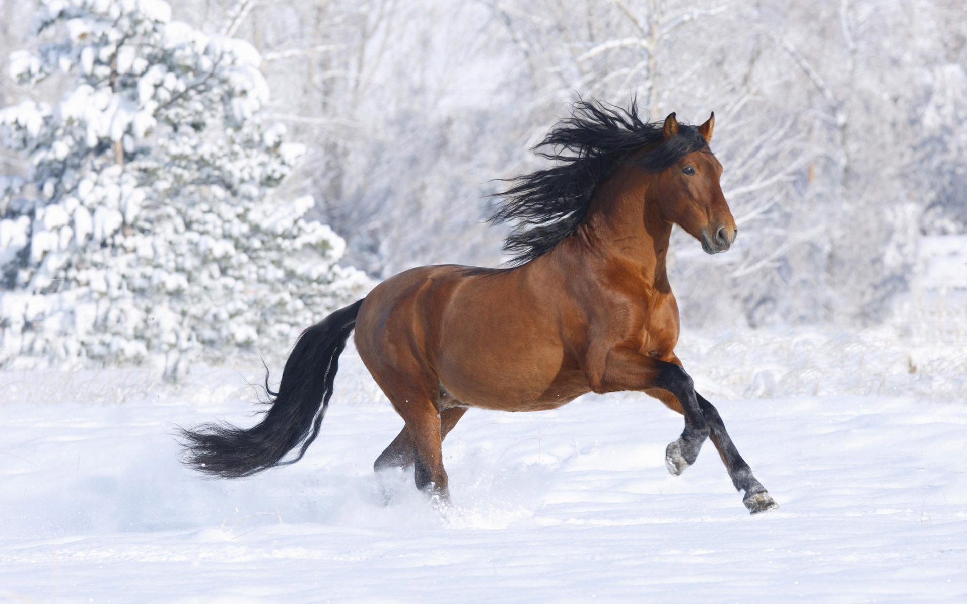 Brown Horse Running In The Snow | Provincial Archives of Saskatchewan