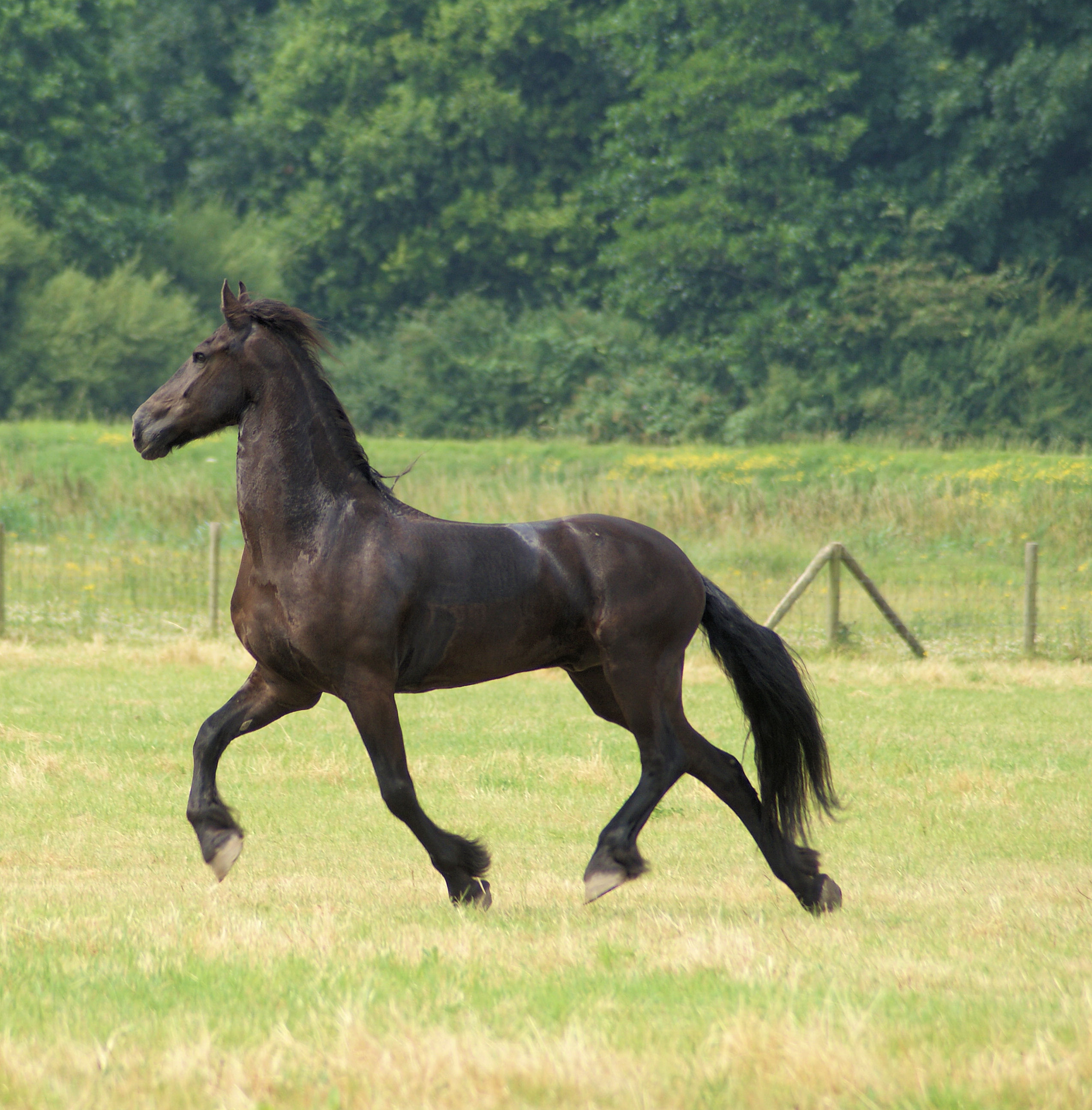 Horse in the netherlands photo