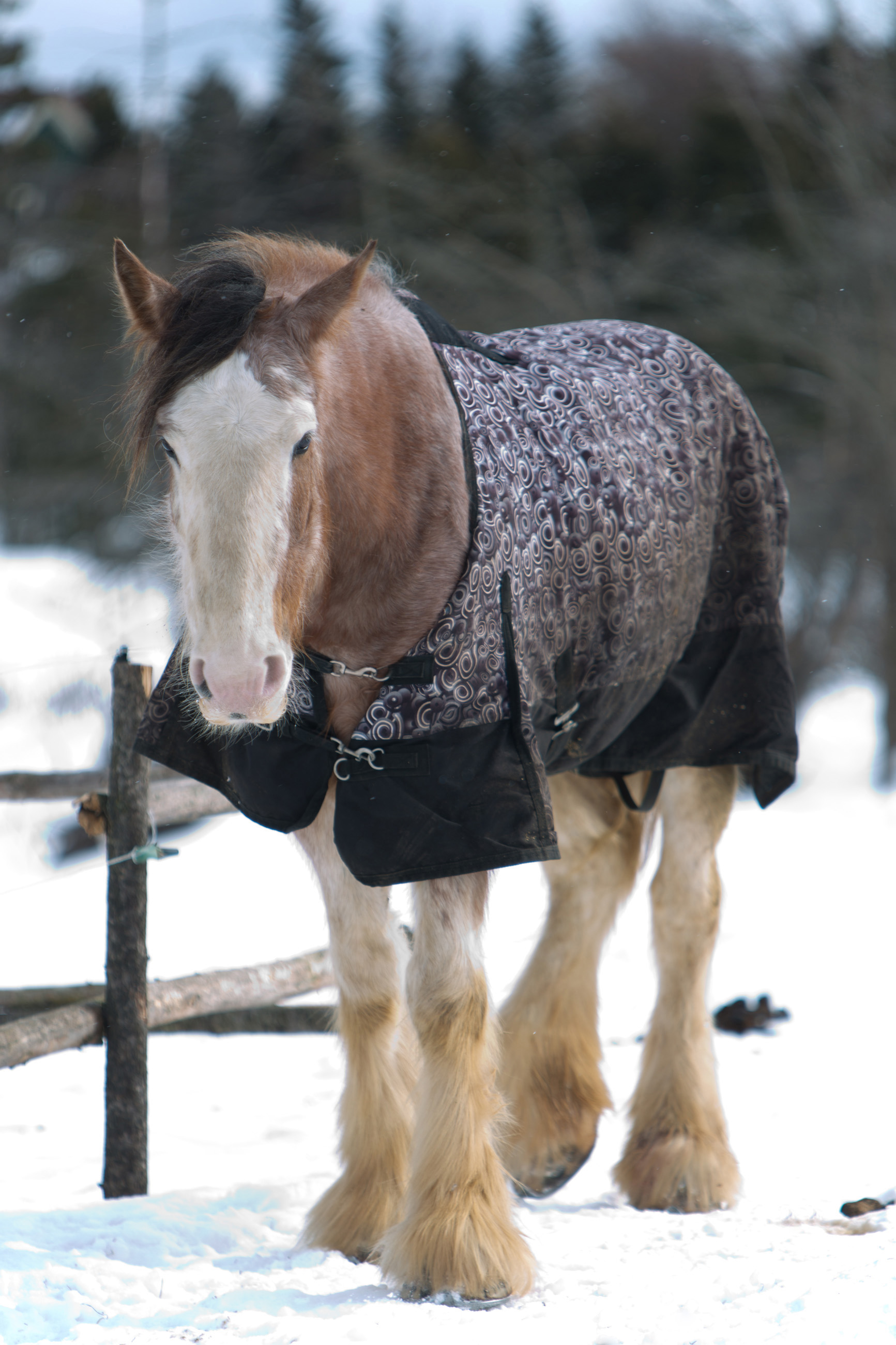 Horse in the snow photo