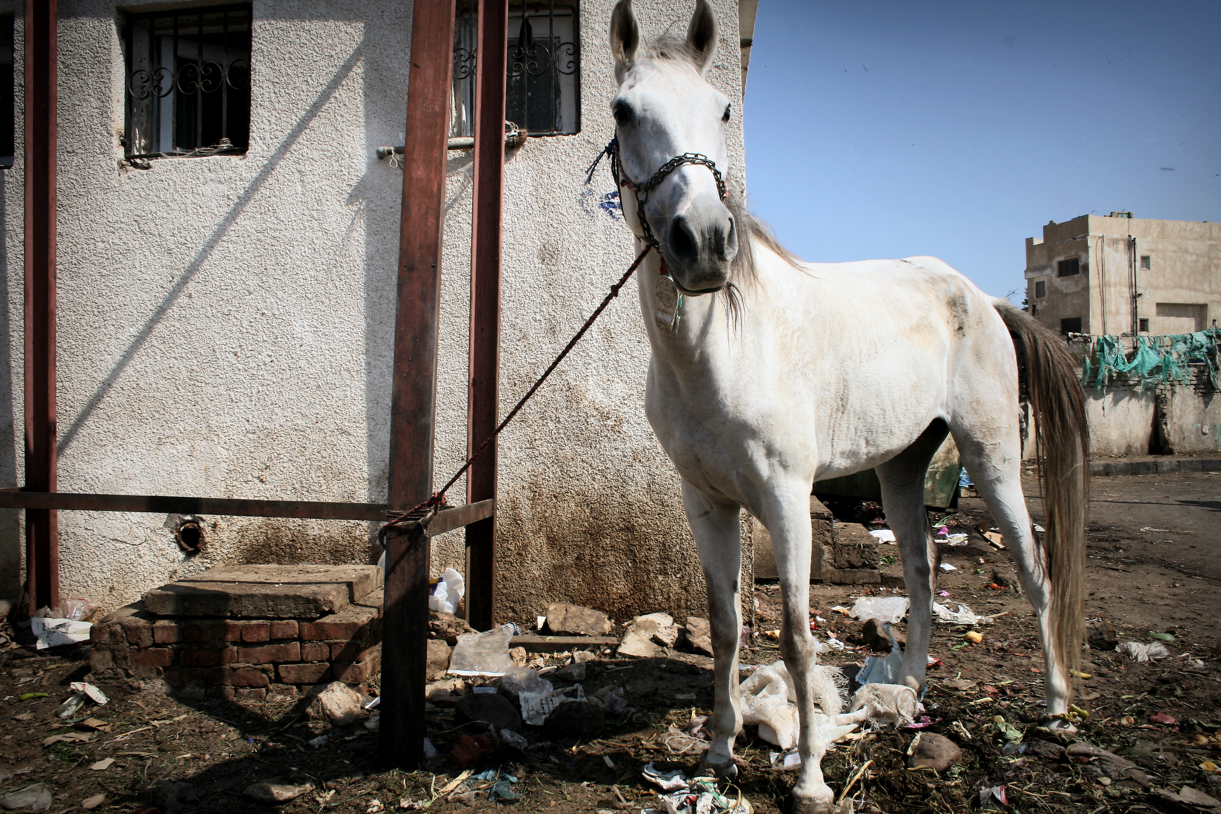 Horse kept by trash photo