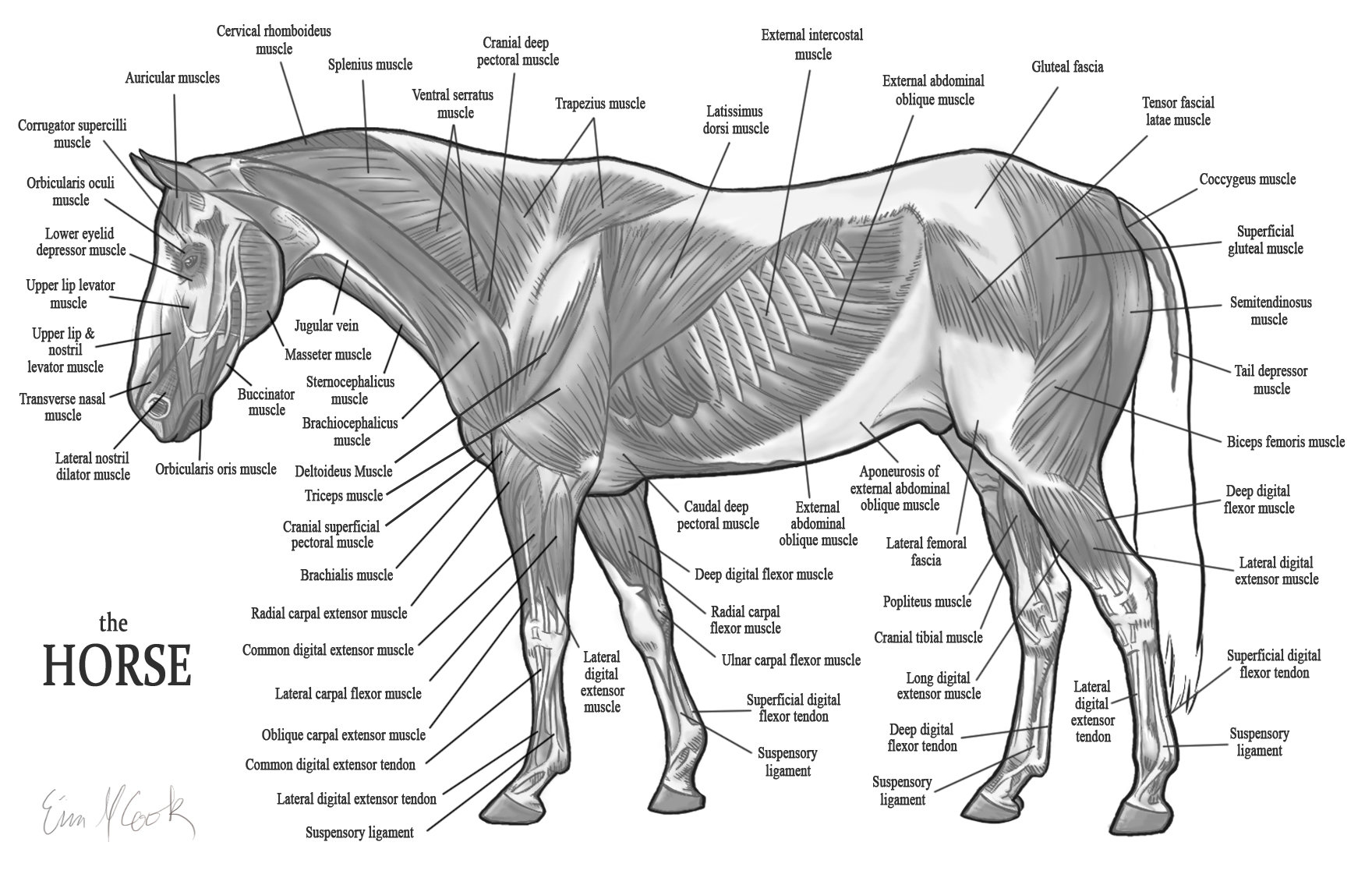 horse muscles animal anatomy jooinn farm