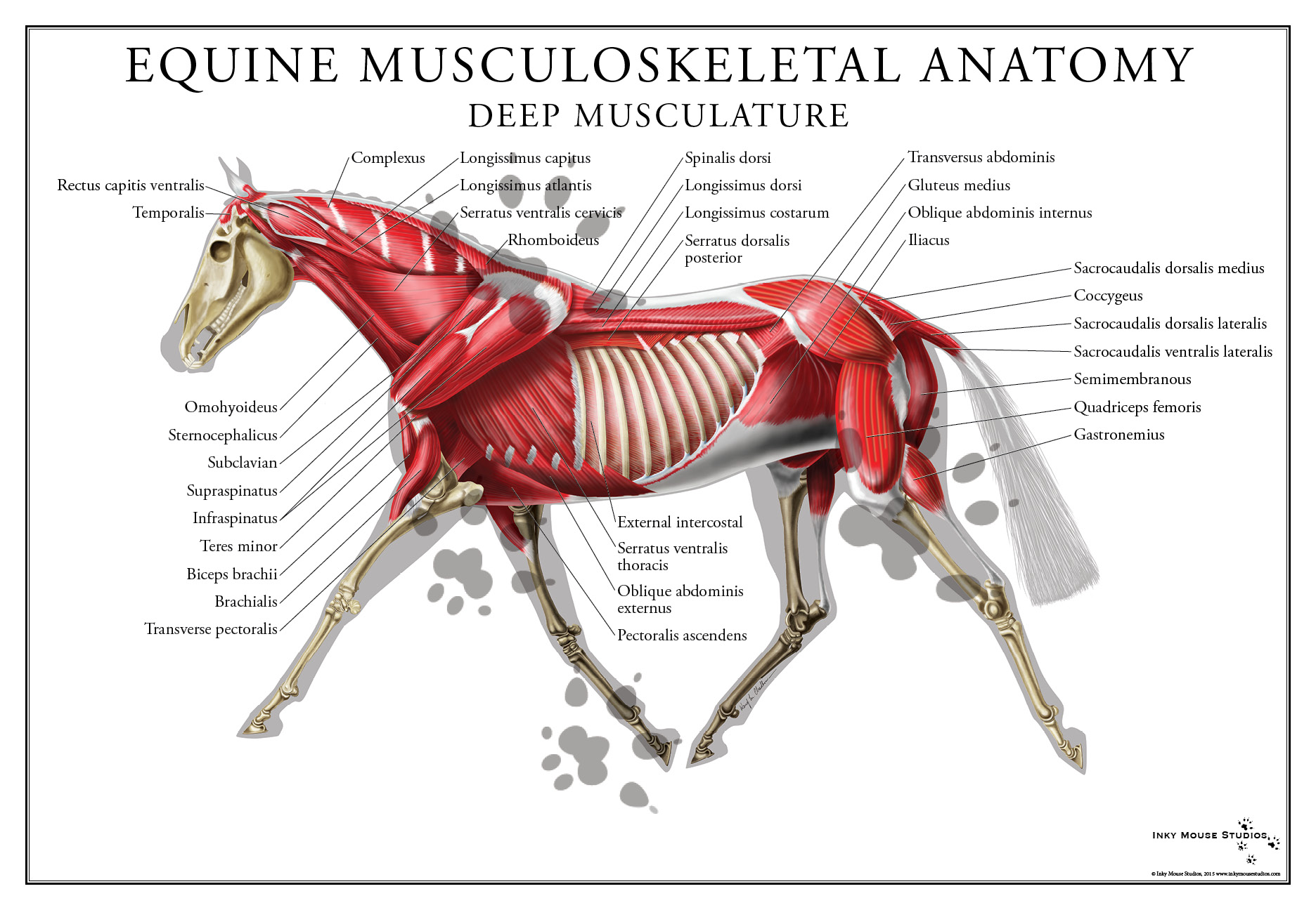 Equine Deep Muscular System Poster