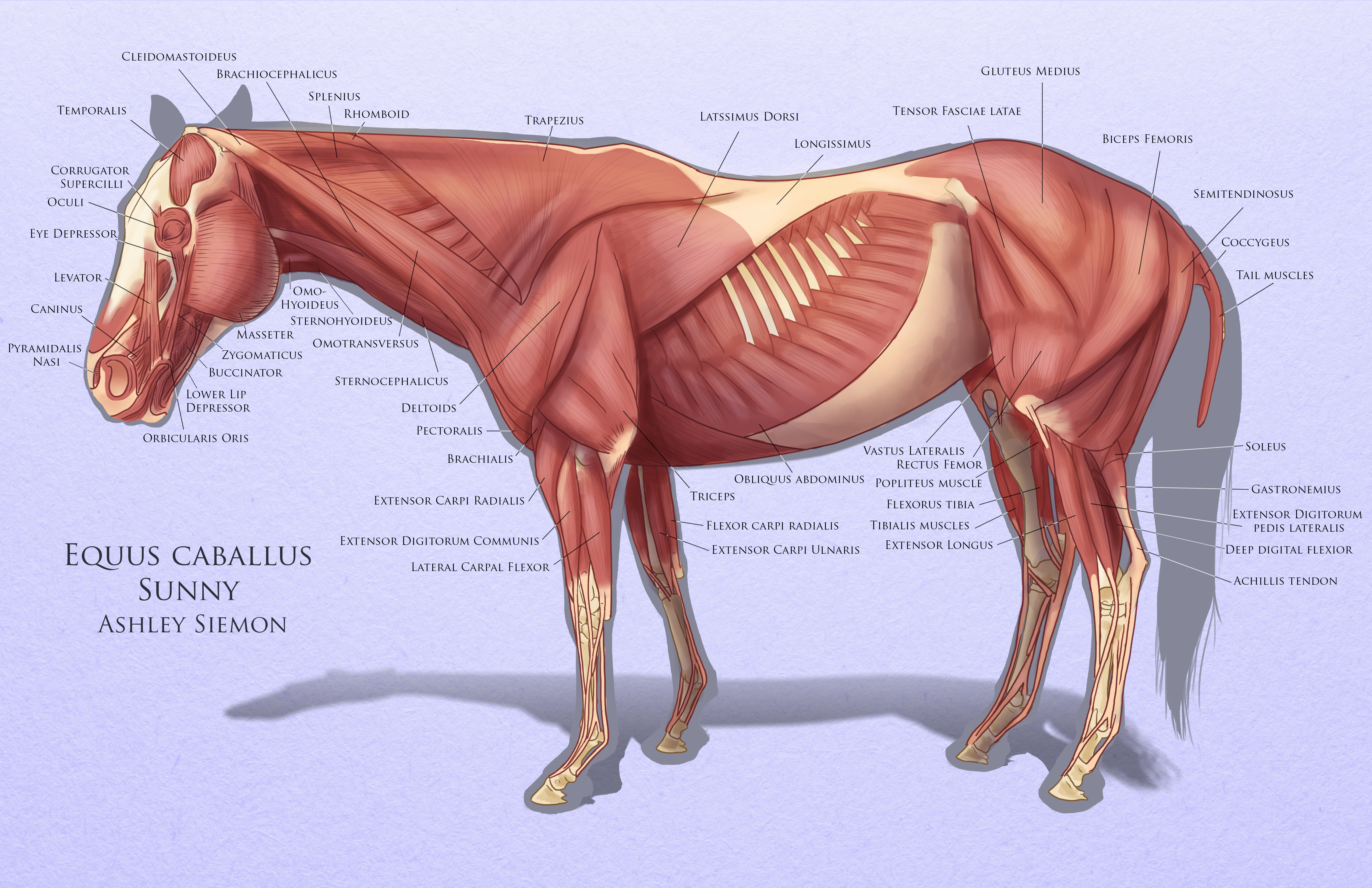 Horse Muscles — Weasyl