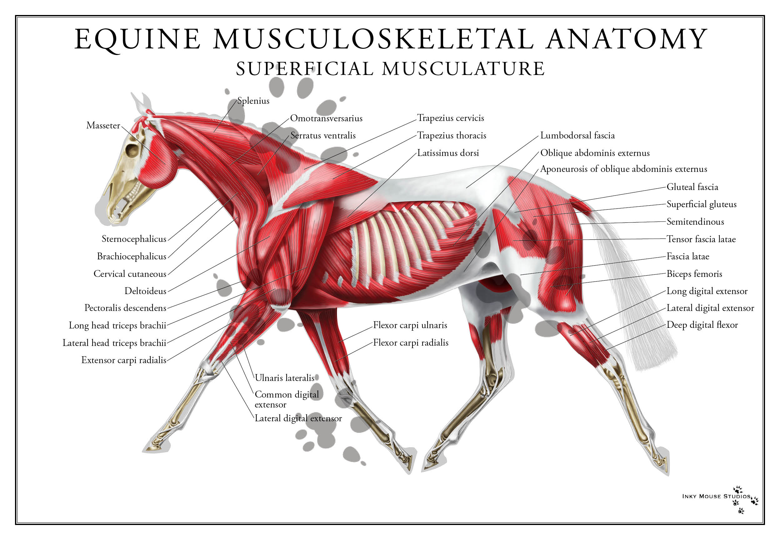 Equine Superficial Muscular System Poster
