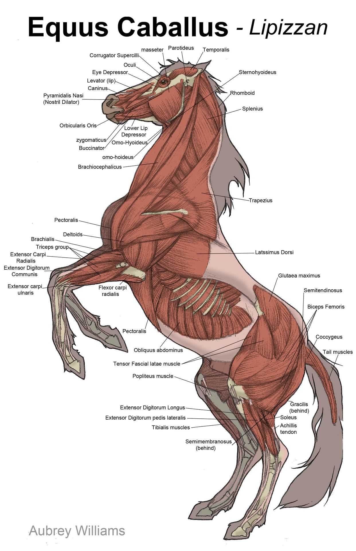 Horse Anatomy Muscles Horse muscle study - 11in x | horse health ...