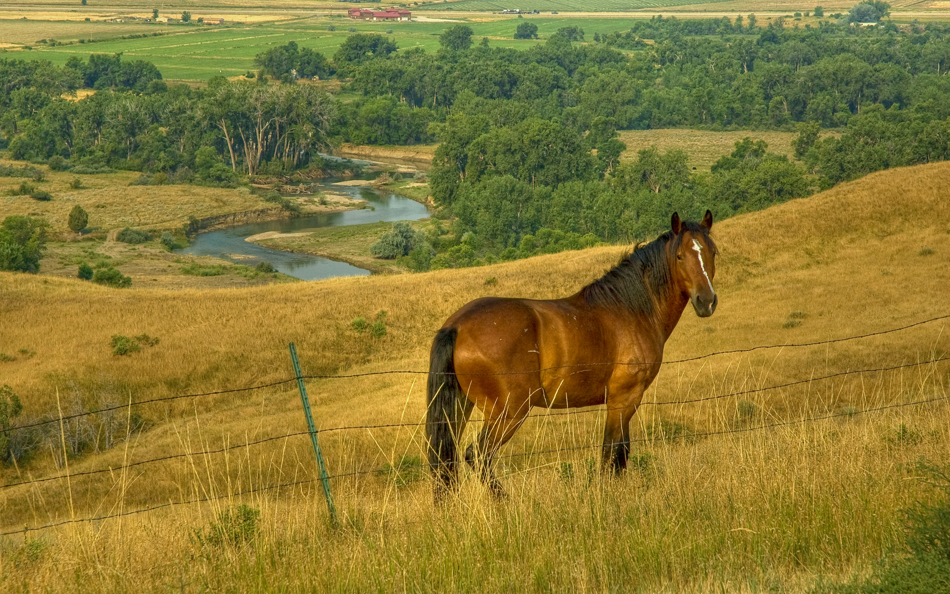 Деревня лошади природа
