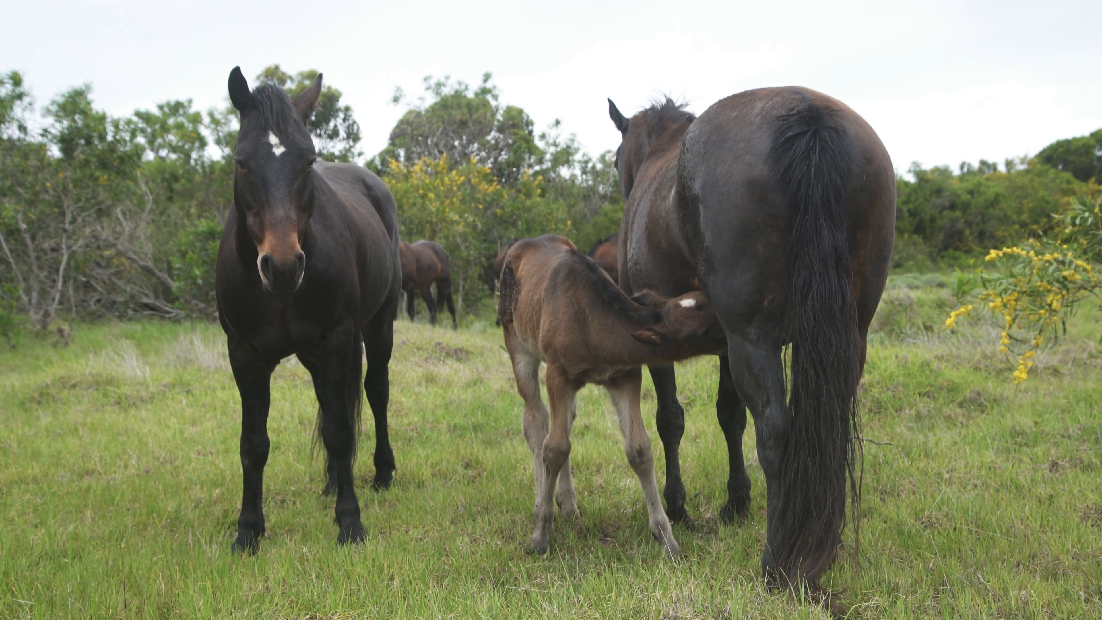 Brown Black Horses in Field, Baby Horse Feeding from Mother, Foal ...