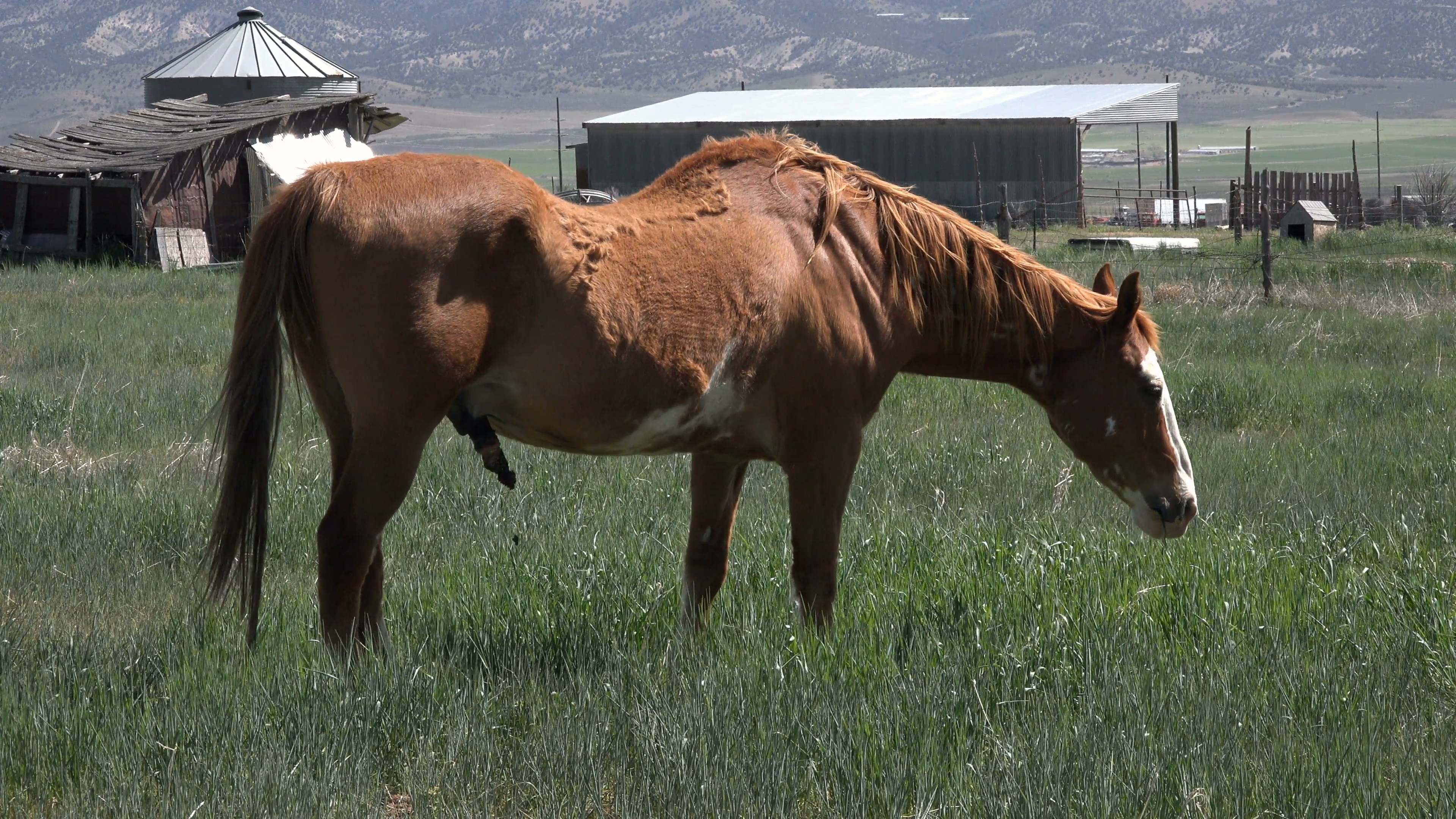 Farm field sway back horse grazing 4K 044 Stock Video Footage ...