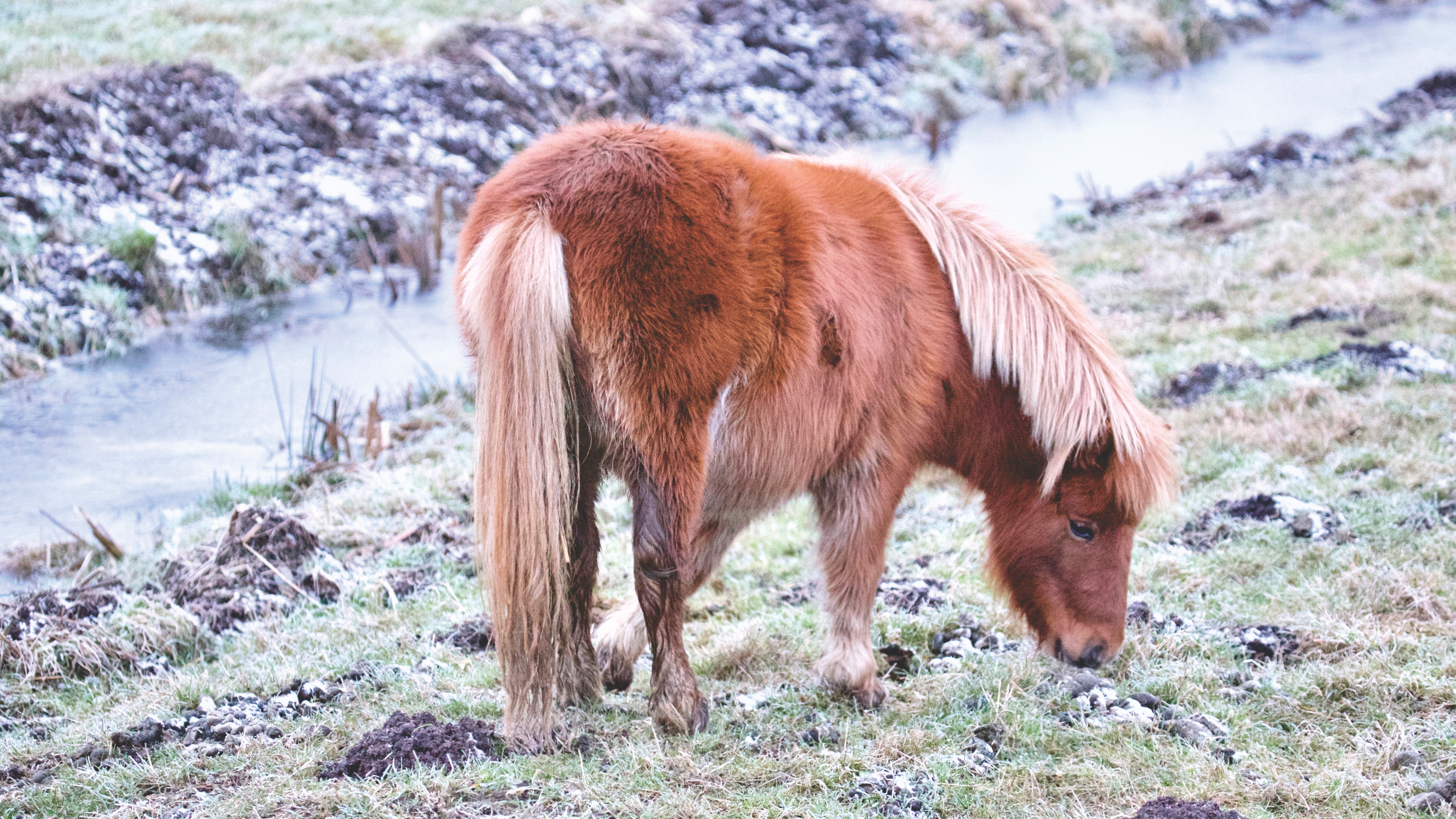 Horse on field photo