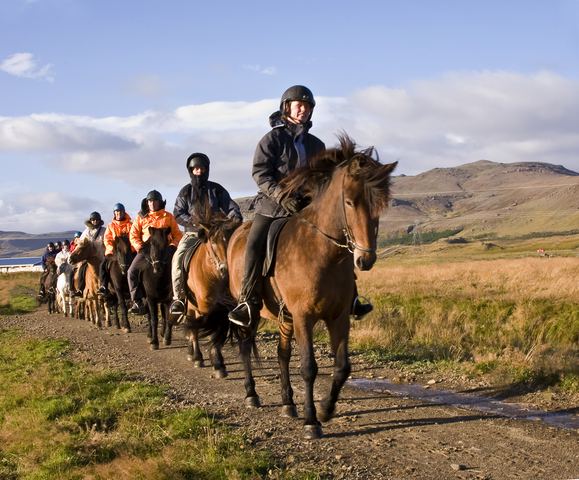Horse Riding & Puffins | Day Tour | Guide to Iceland