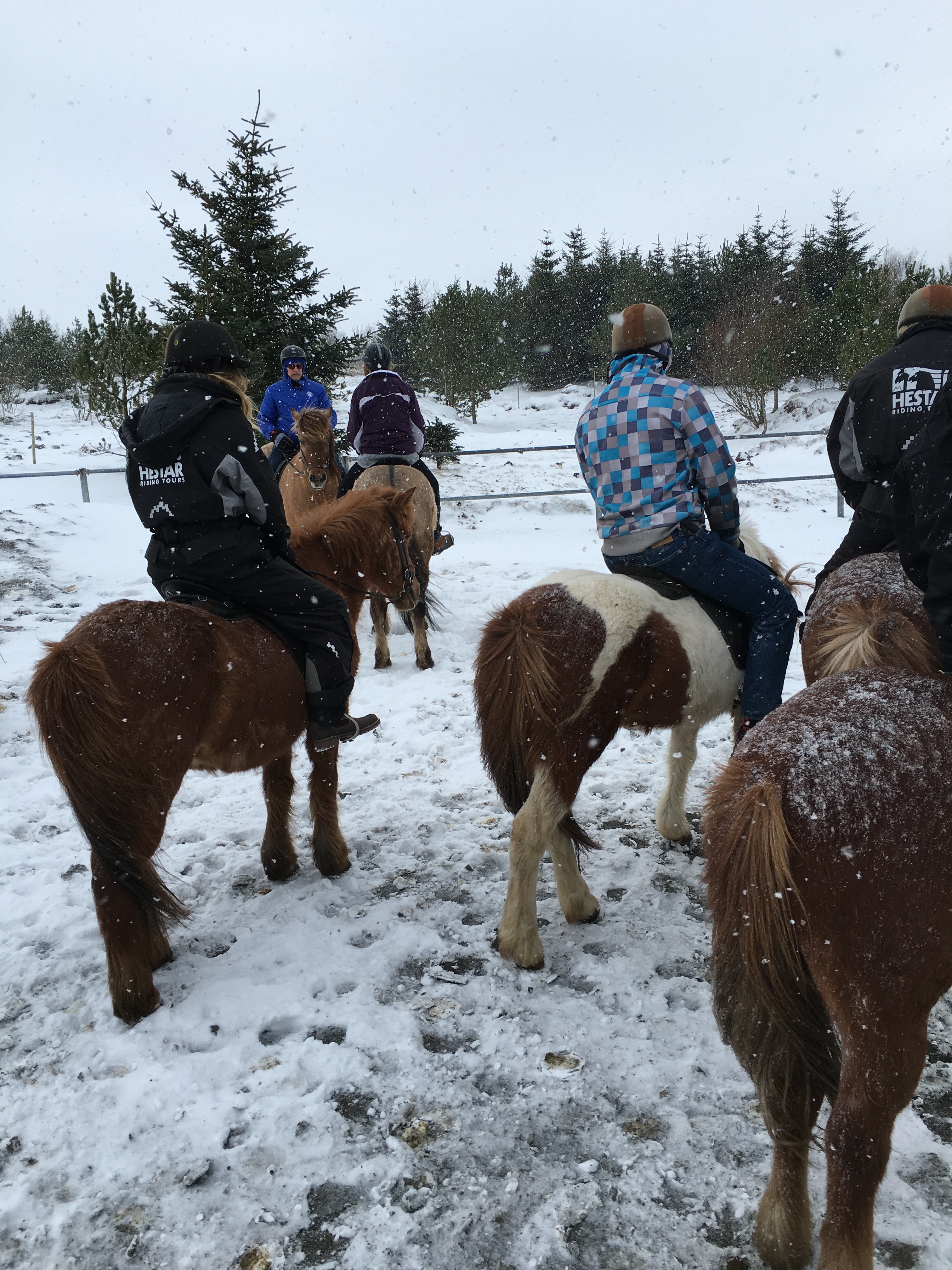 STEM educational travel in Iceland – Icelandic horse ride | ACIS Blog