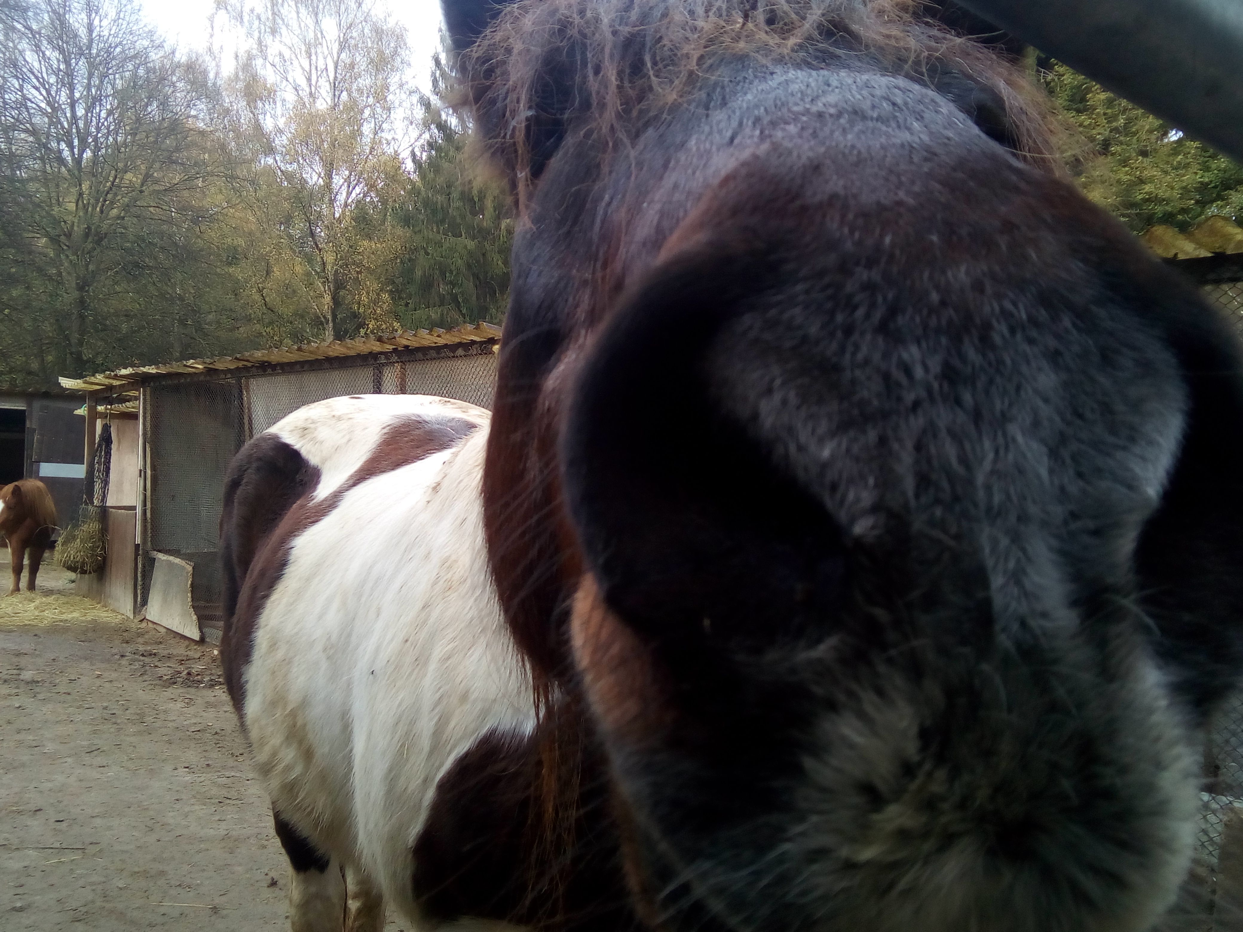 Horse says hello — Steemit