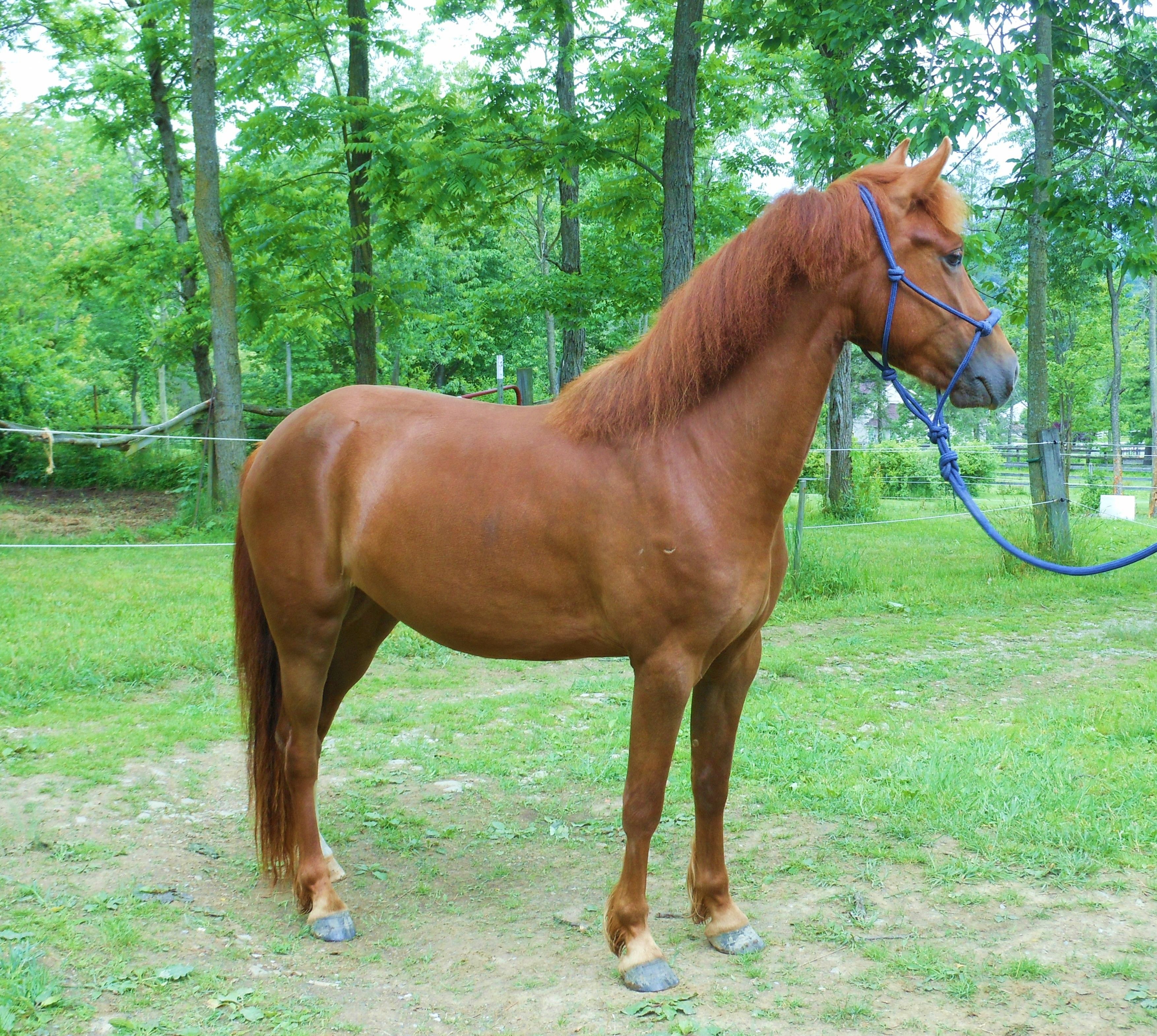 Maple Spring Destiny is a coming 4 year old Lambert Morgan Mare with ...