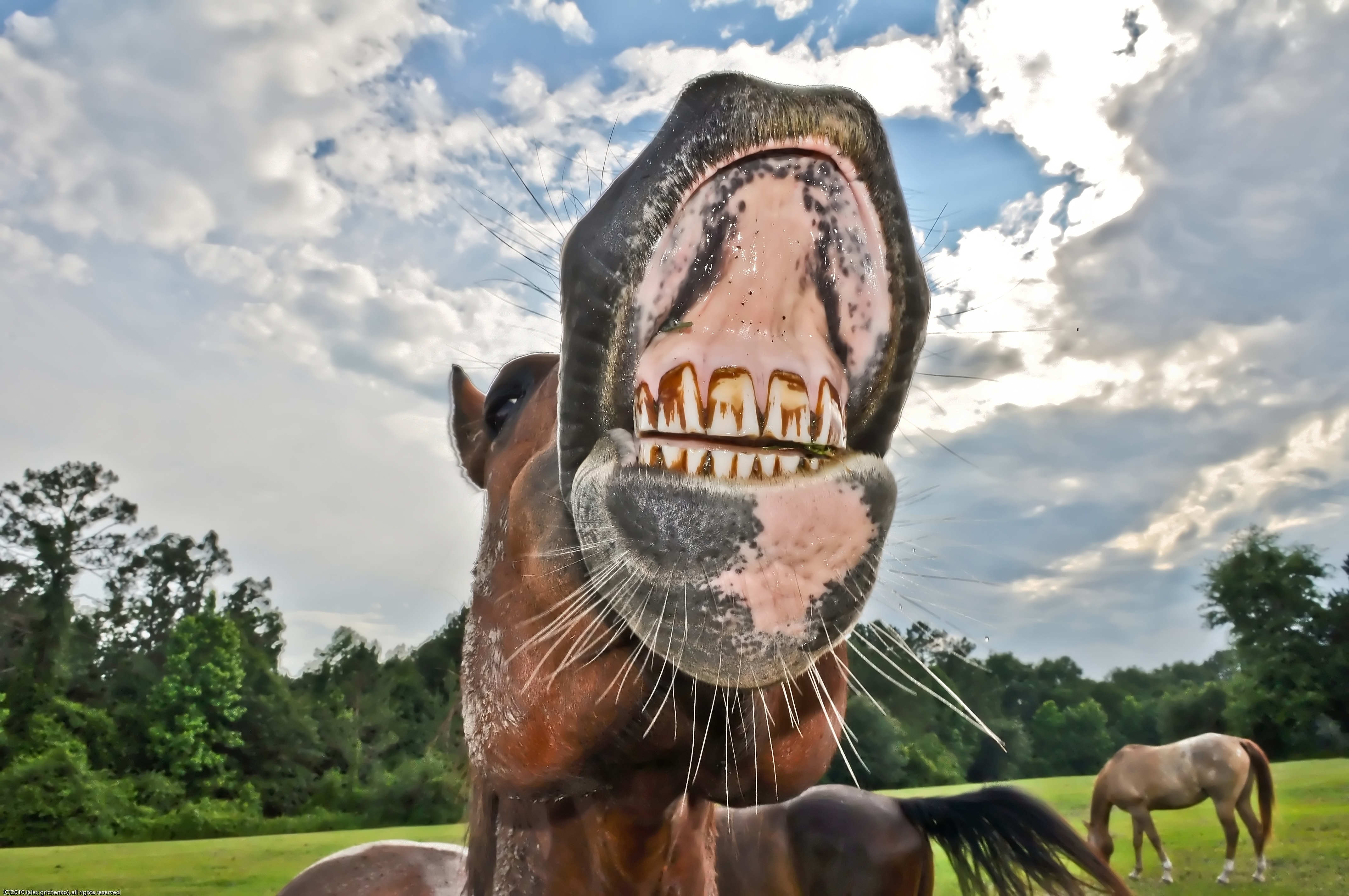 Horse teeth needs dental work photo