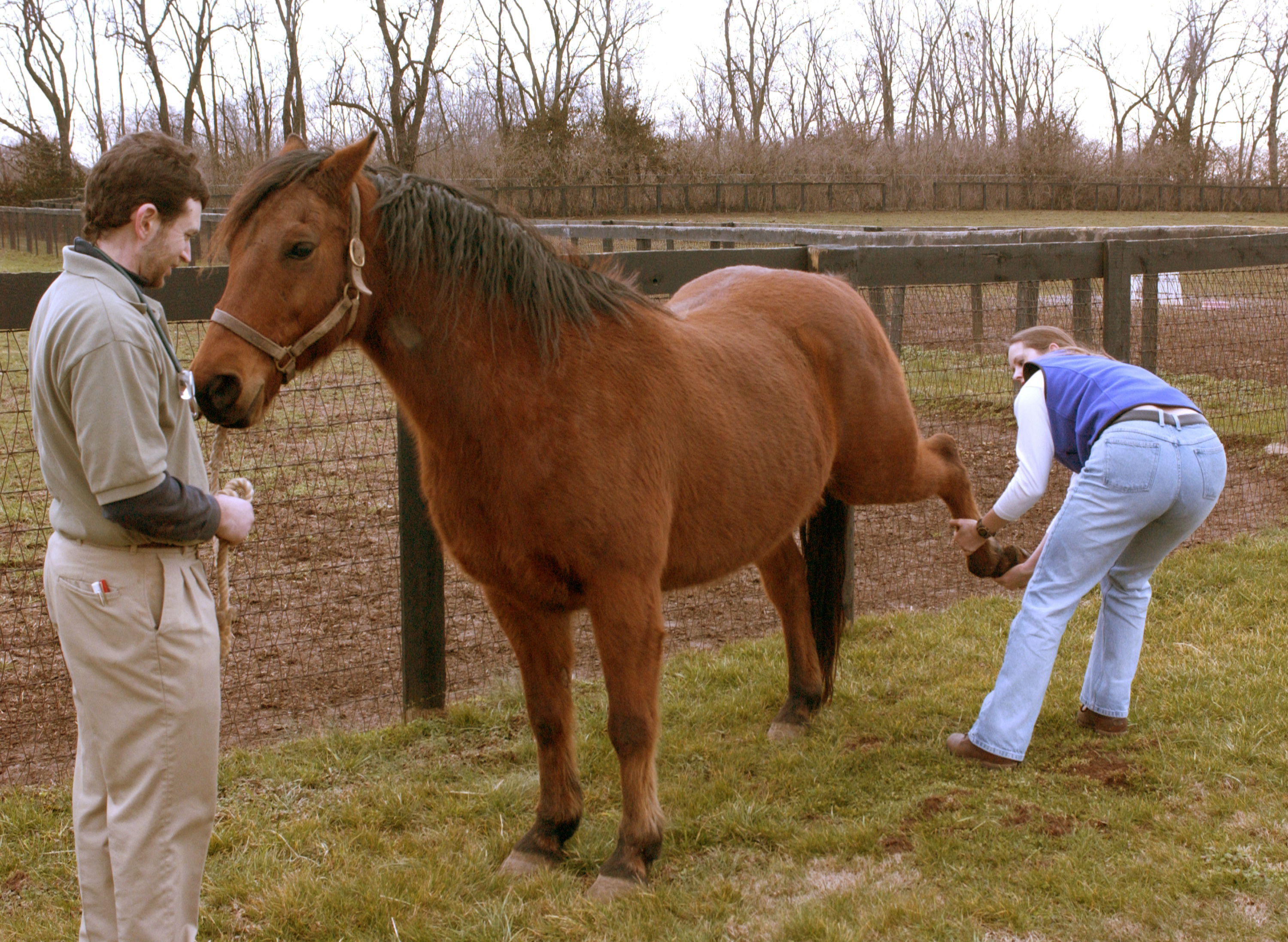 Physical Therapy for Stifle Problems in Horses (AAEP 2011) – The Horse