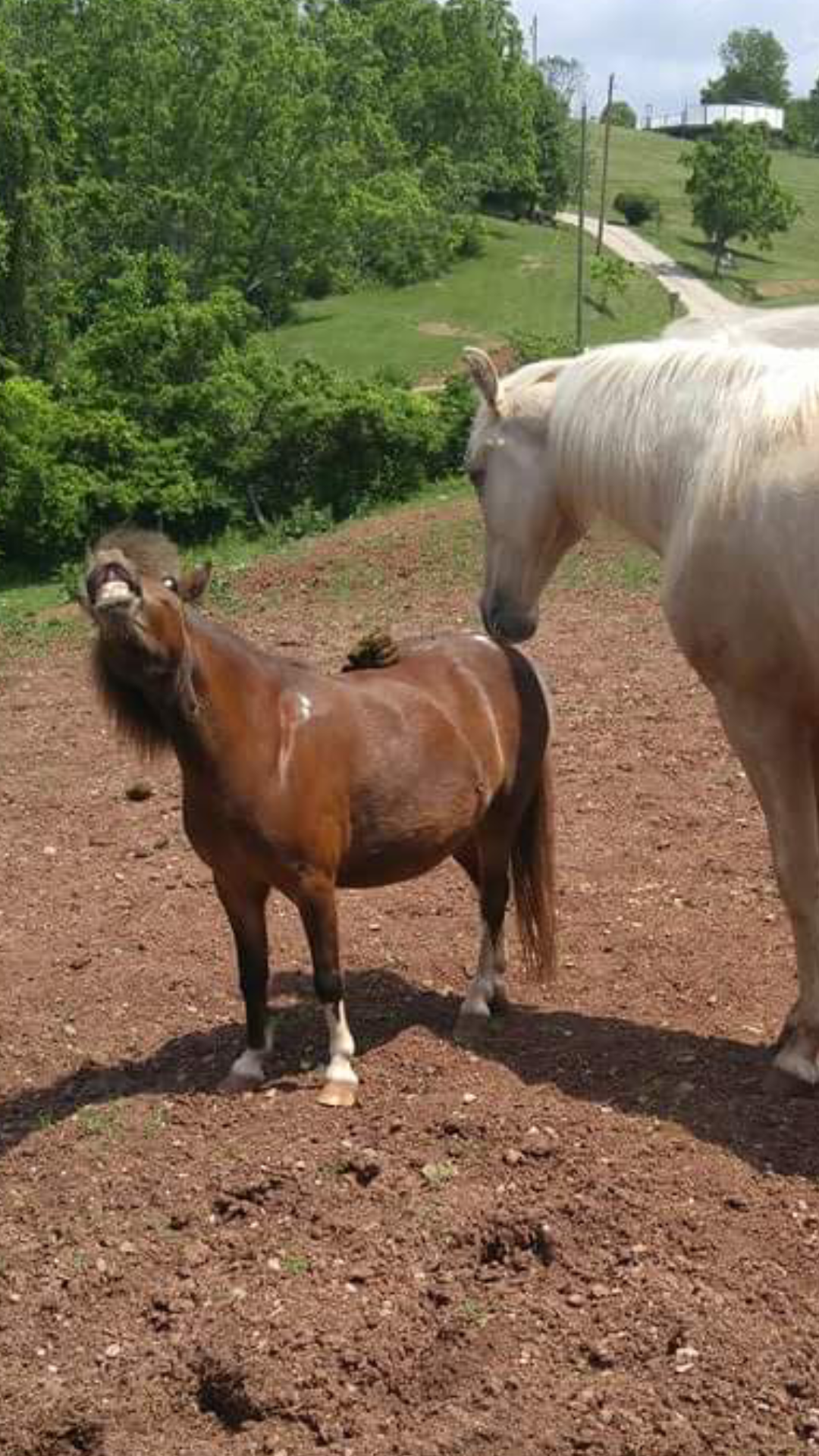 Horse poops on another horses back - Album on Imgur