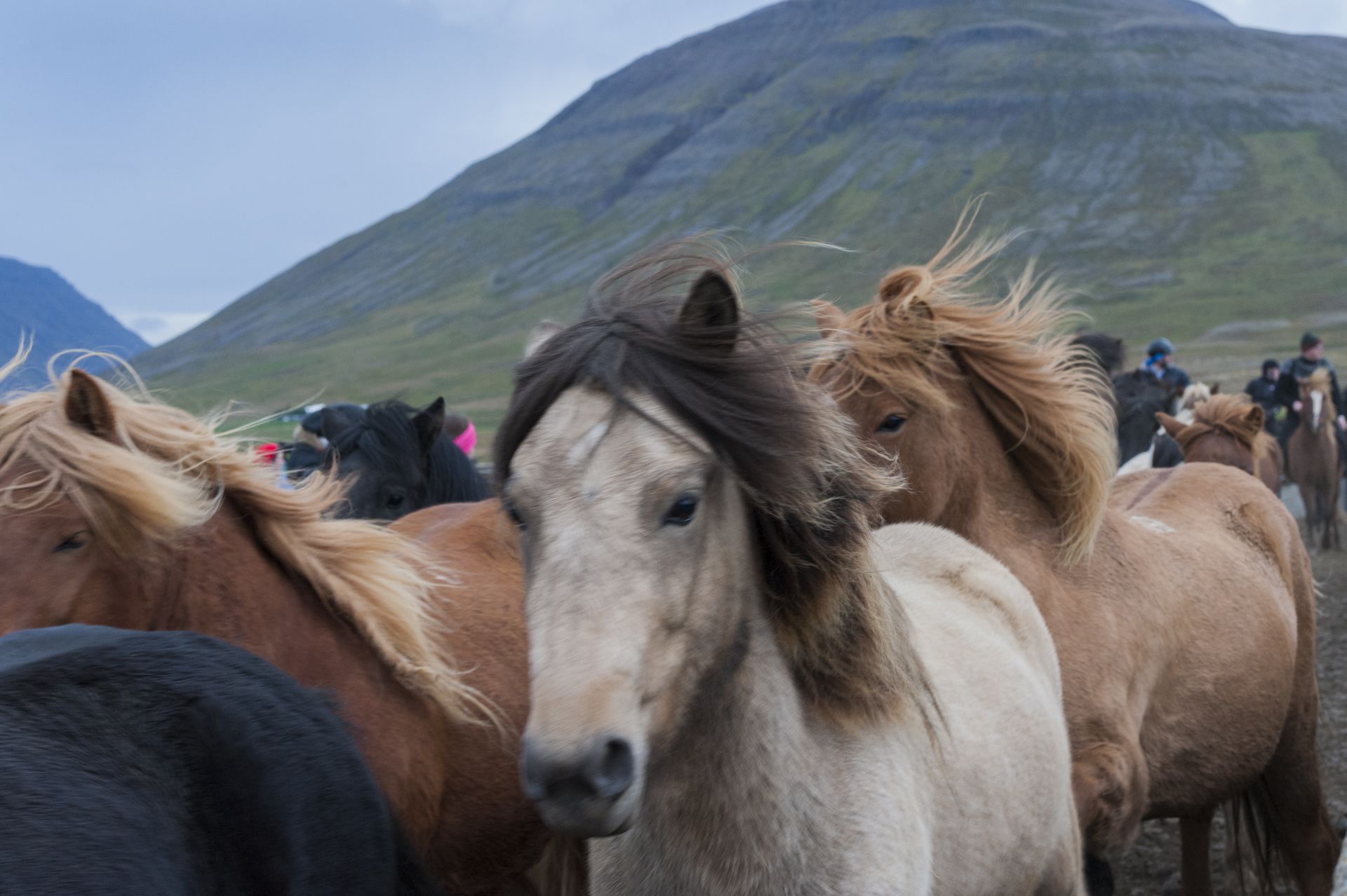 The one time a year when Iceland captures its wild horses