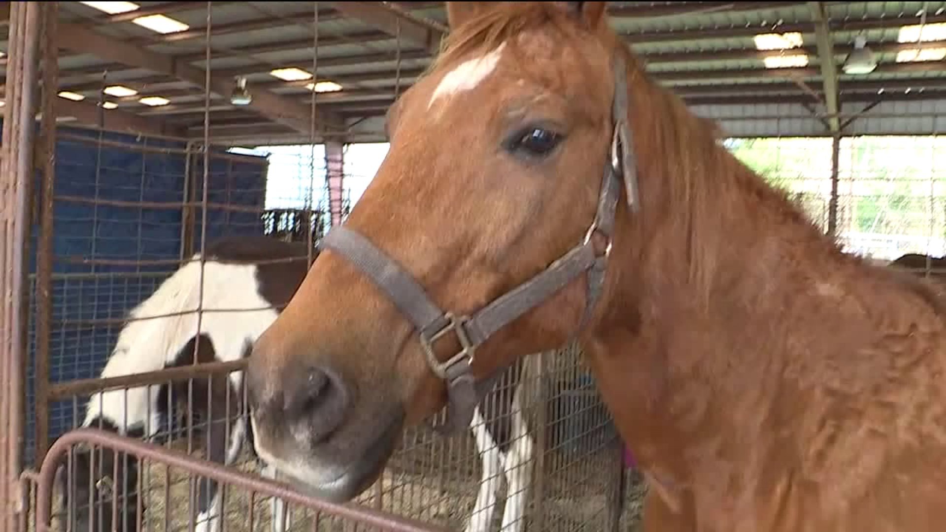 Parade horses put up for adoption in hopes of avoiding slaughter | WGNO