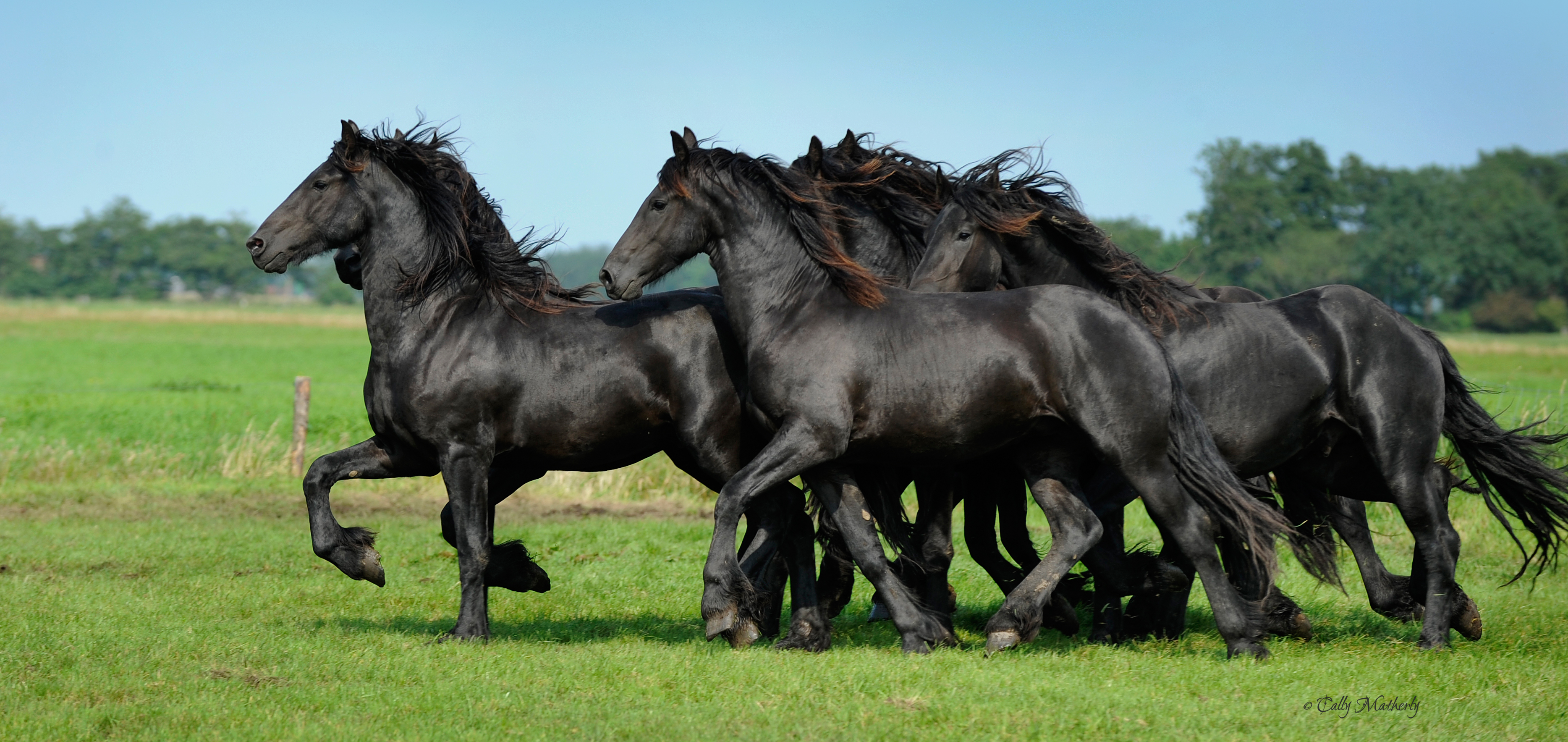 Fenway Foundation For Friesian Horses | Fenway Foundation For ...