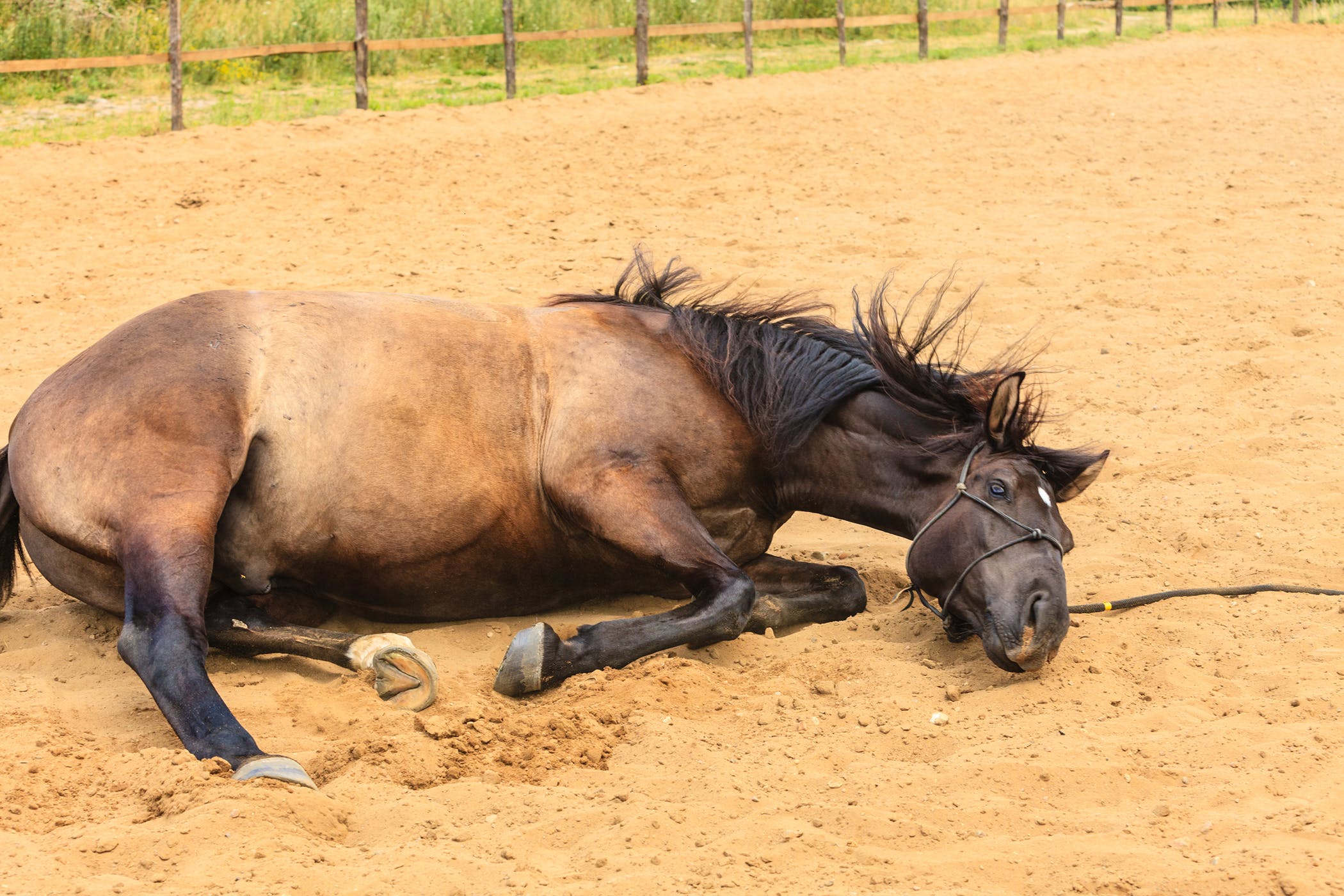 Pawing in Horses - Symptoms, Causes, Diagnosis, Treatment, Recovery ...