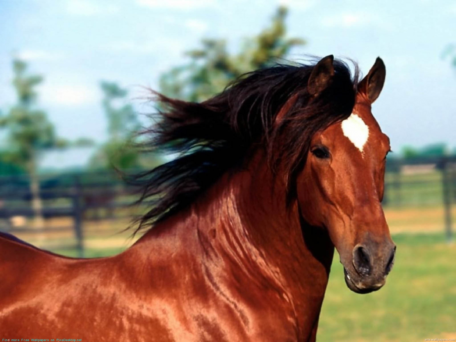 Humans and Horses Share Facial Expressions - Gazette Review