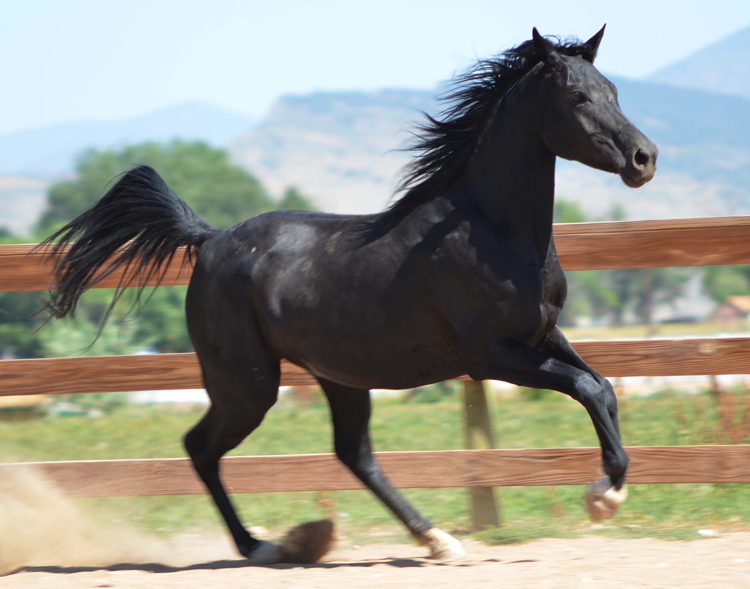 Adopted Horses – Colorado Horse Rescue