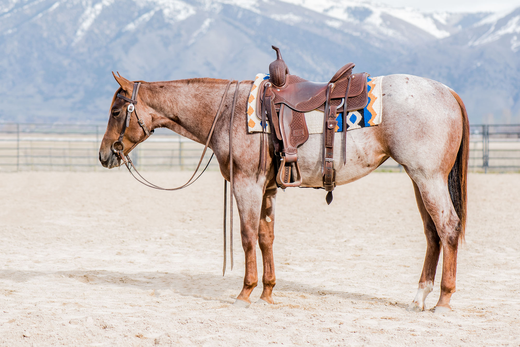 Horse Sale | Equine | USU