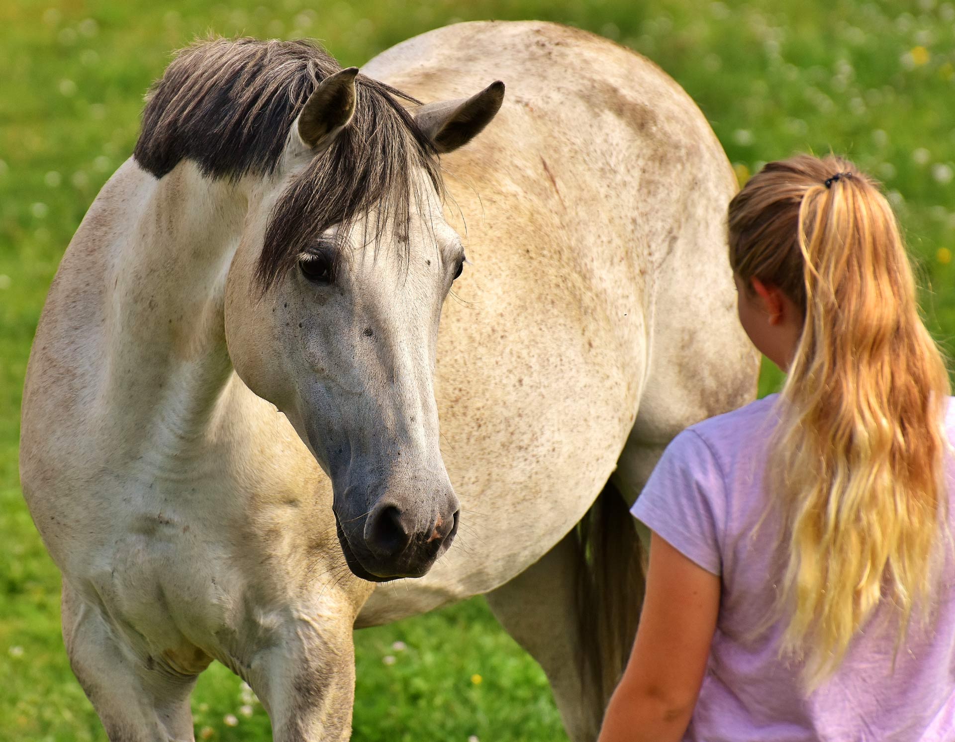 Study: Horses Can Read and Remember Human Emotional Expressions ...