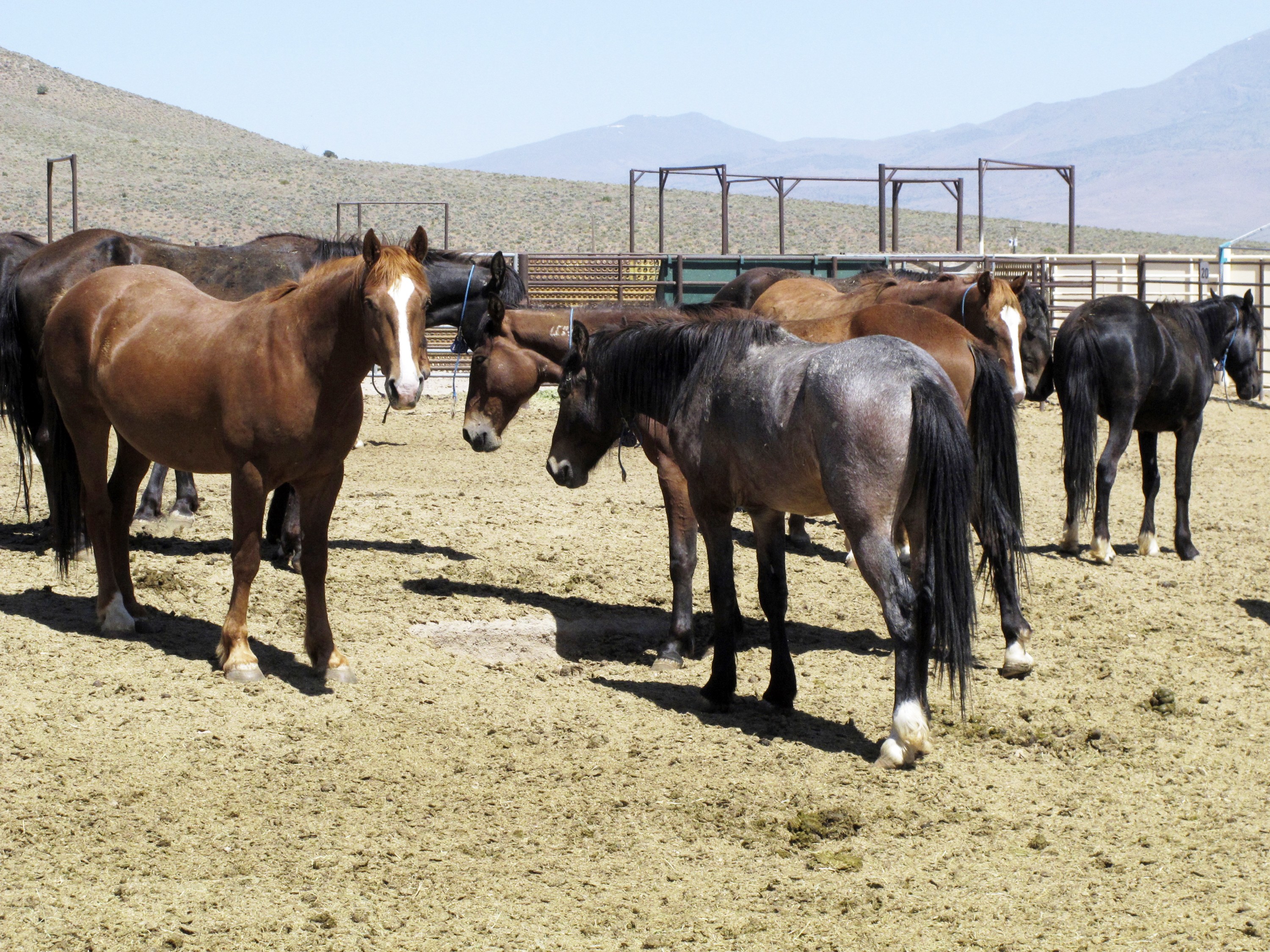 Congress fights over whether to allow Interior to kill wild horses