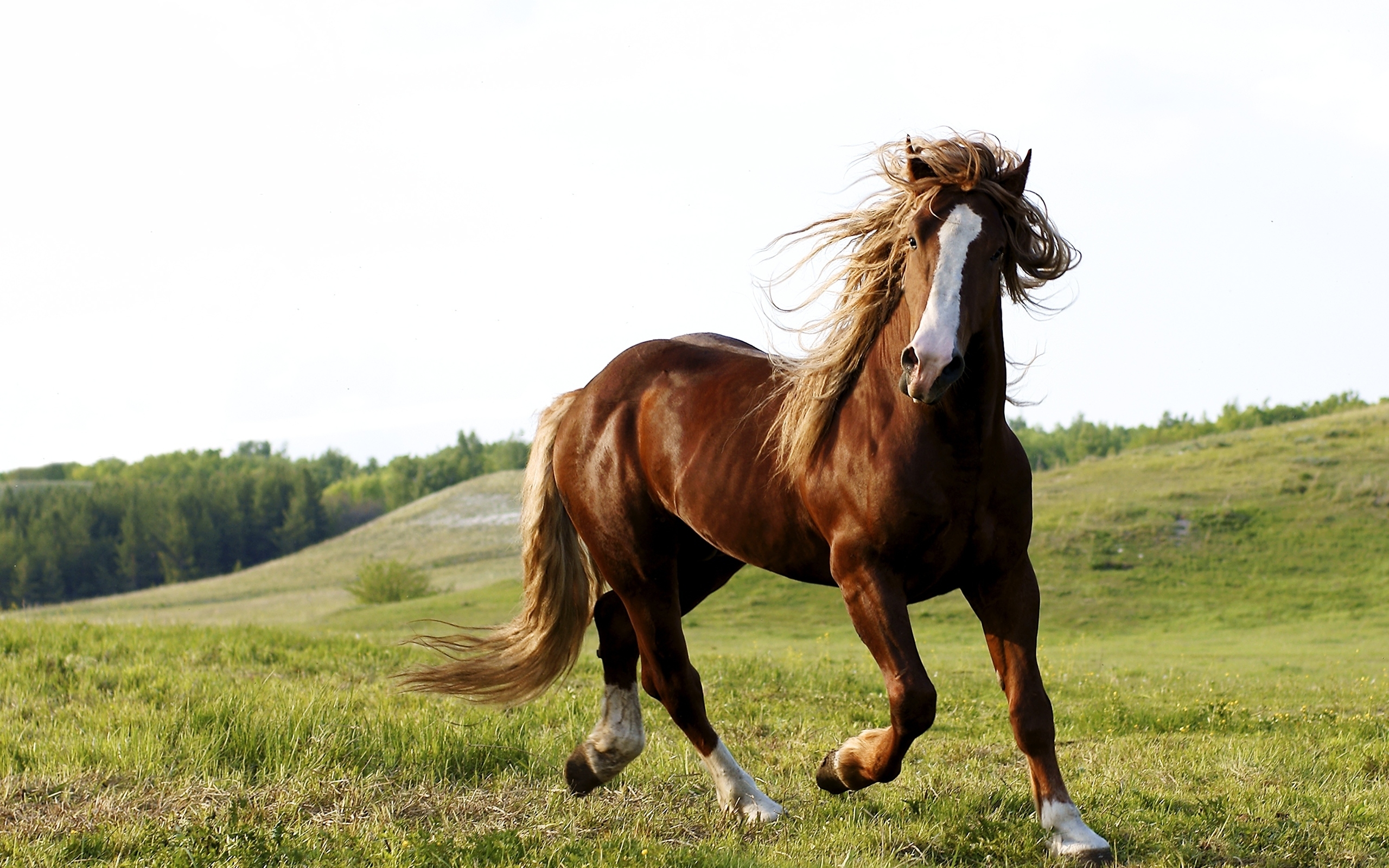 How Much Do You REALLY Know About Horses? | Playbuzz