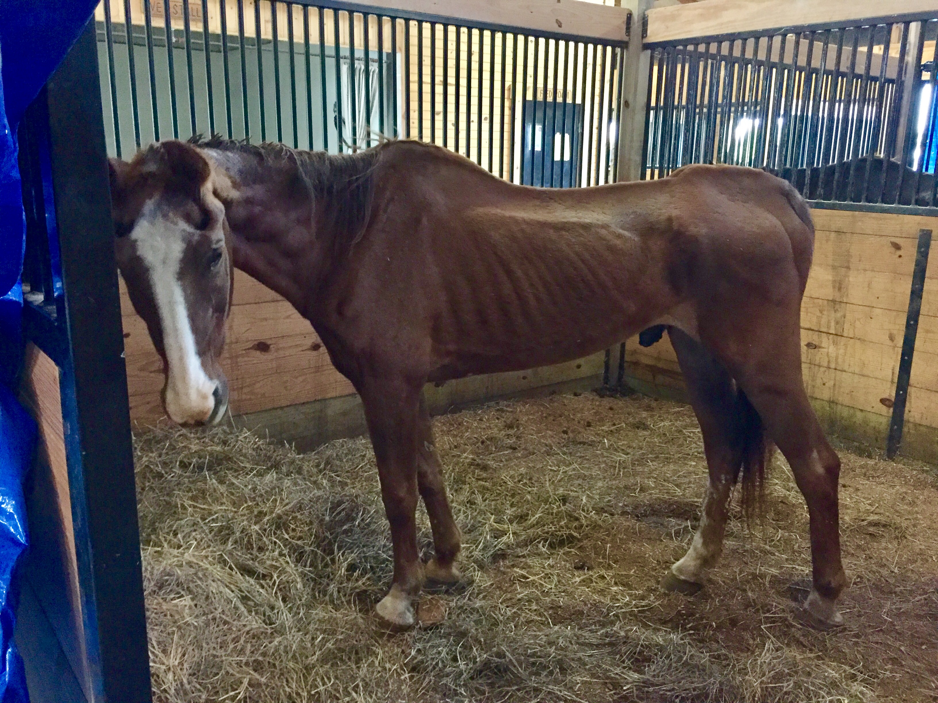 Fairfield Area Humane Society seizes 11 horses from home in Bloom ...