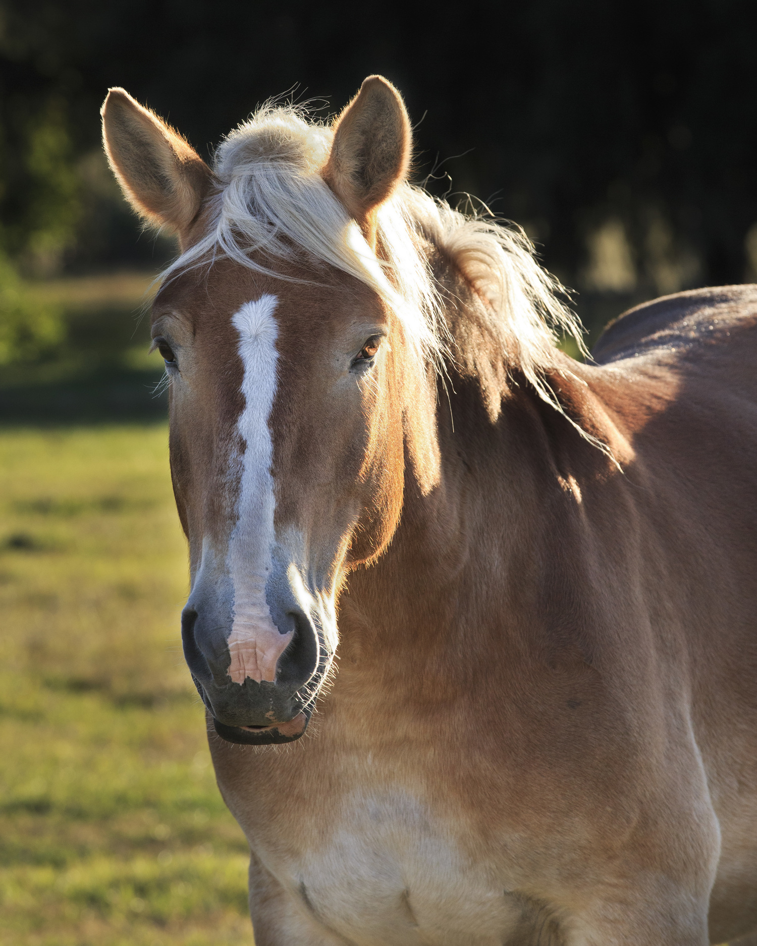 Meet our horses | Old South Carriage Tours