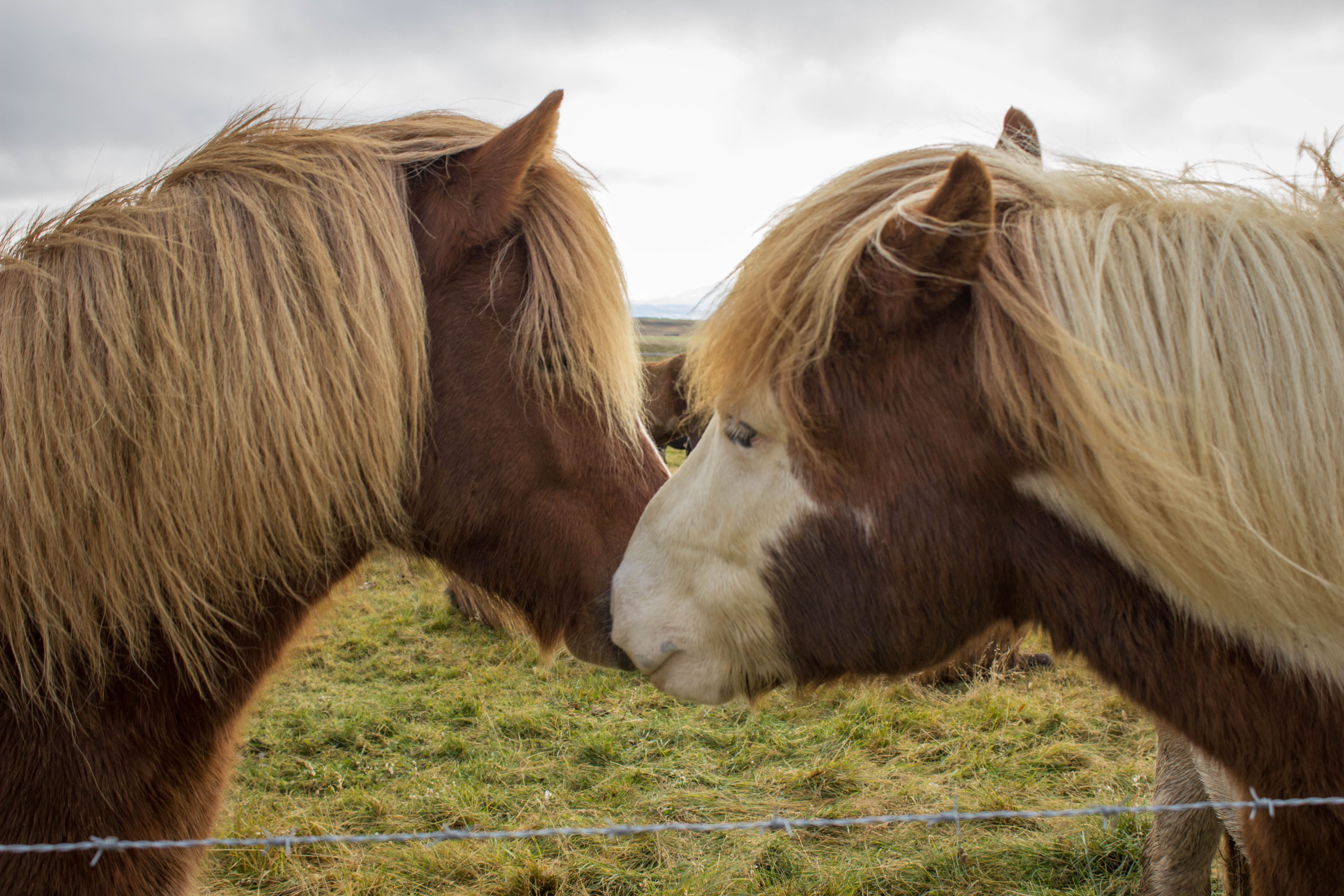 Meet Iceland's Famous Four-Legged Resident: The Icelandic Horse