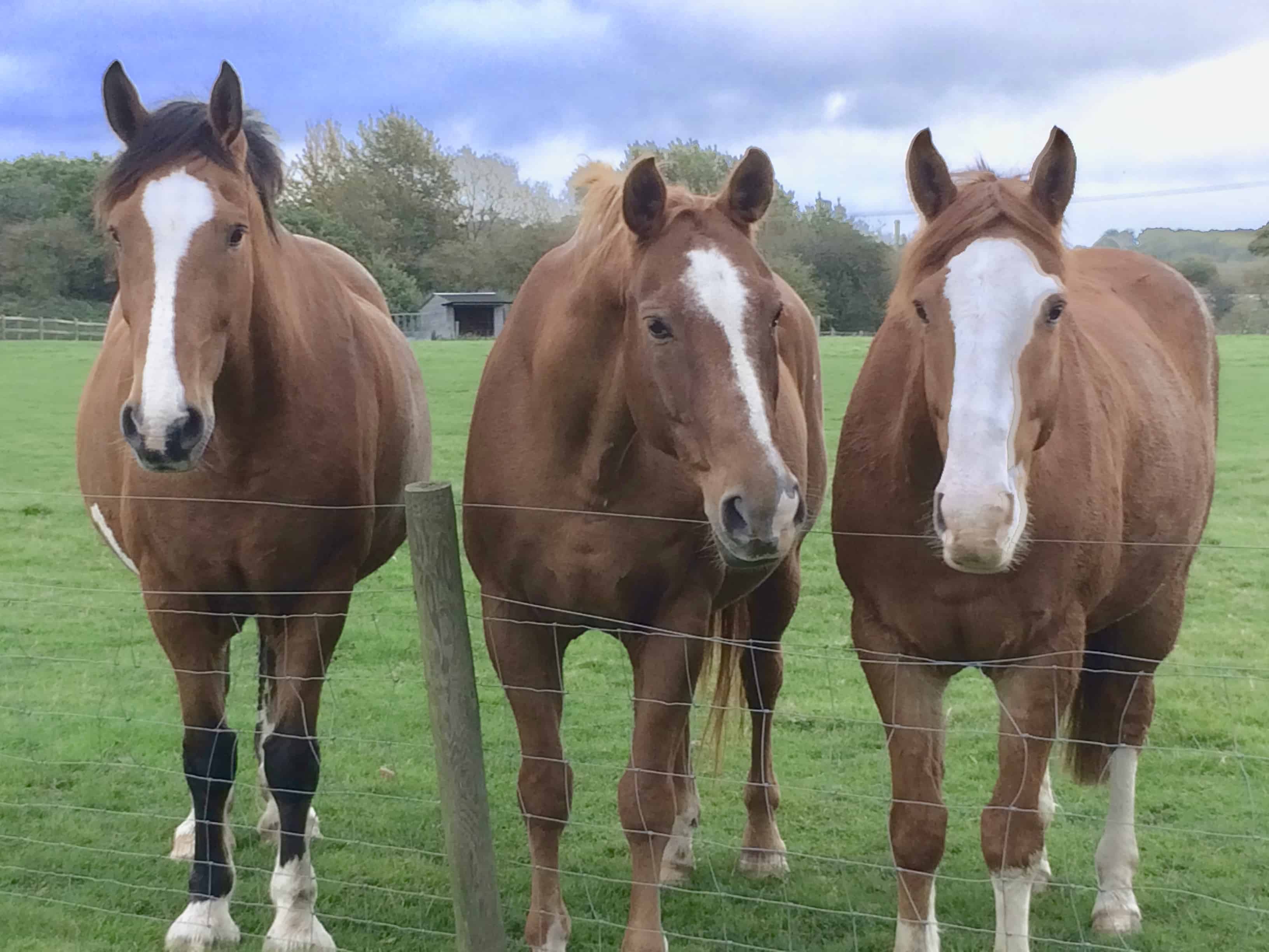 Behind the Scenes With Blood Donor Horses – The Horse