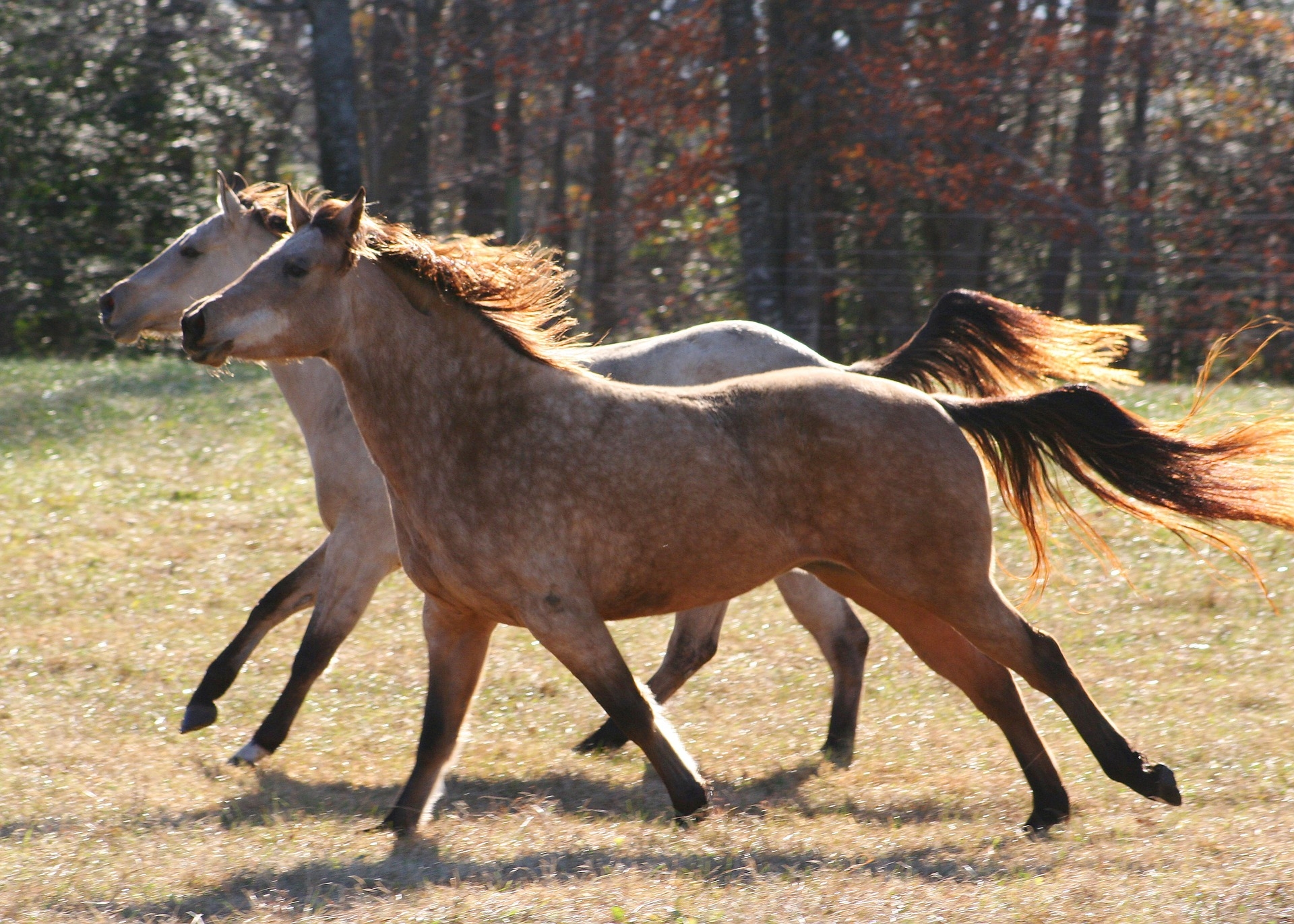 Wild horse over-population is causing environmental damage - Green ...