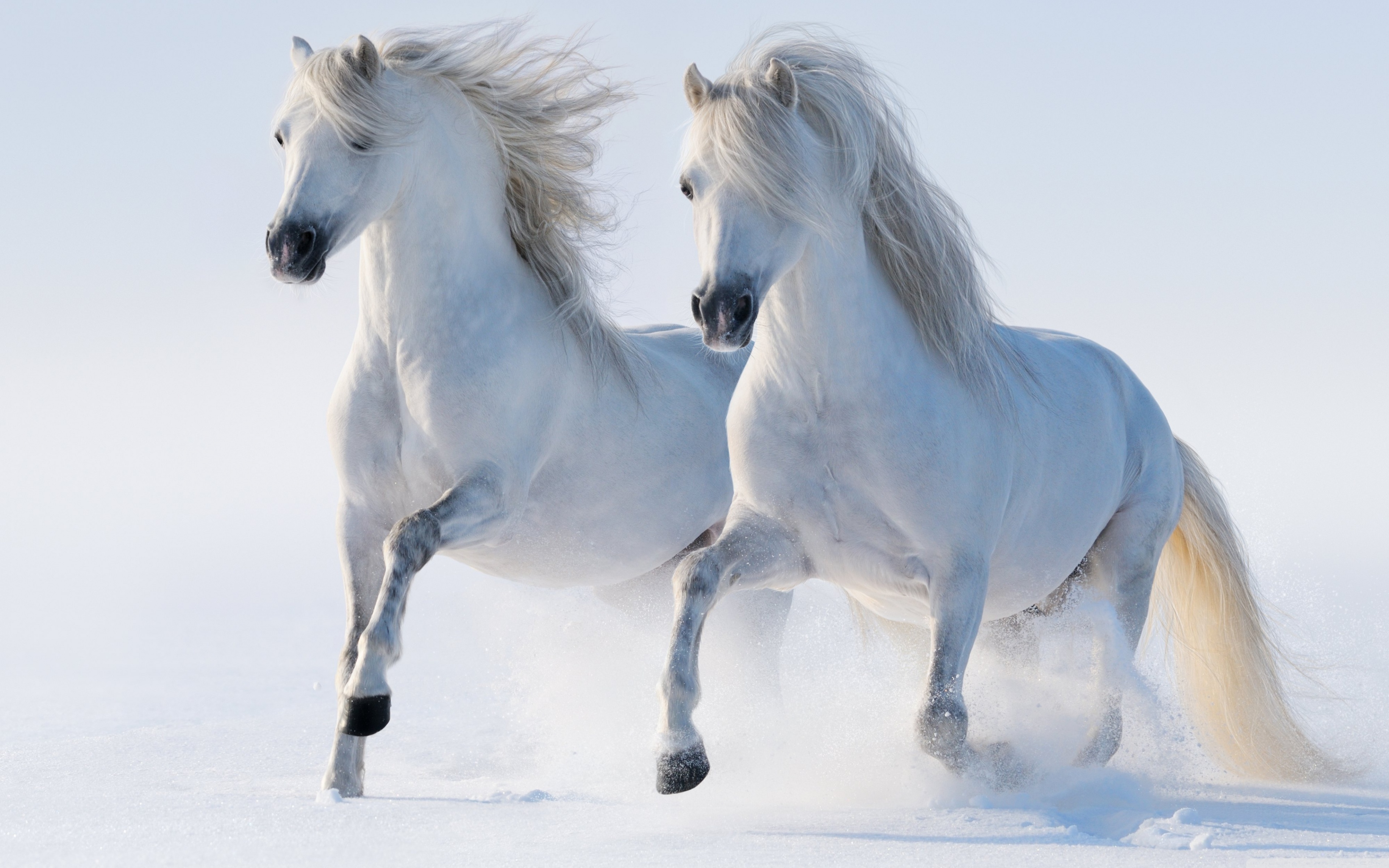 2 Horses ❤ 4K HD Desktop Wallpaper for 4K Ultra HD TV • Wide ...