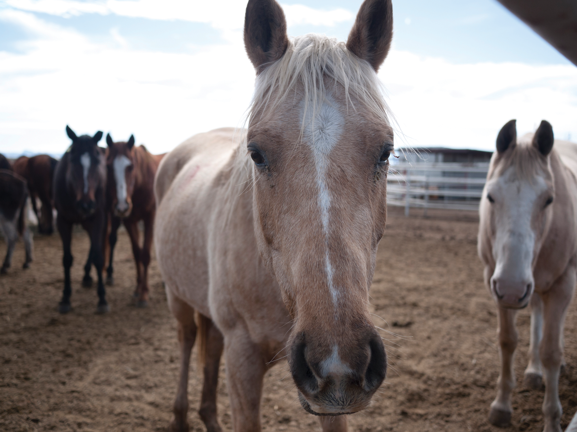 The Horse Export Business Booms in the Texas Borderlands